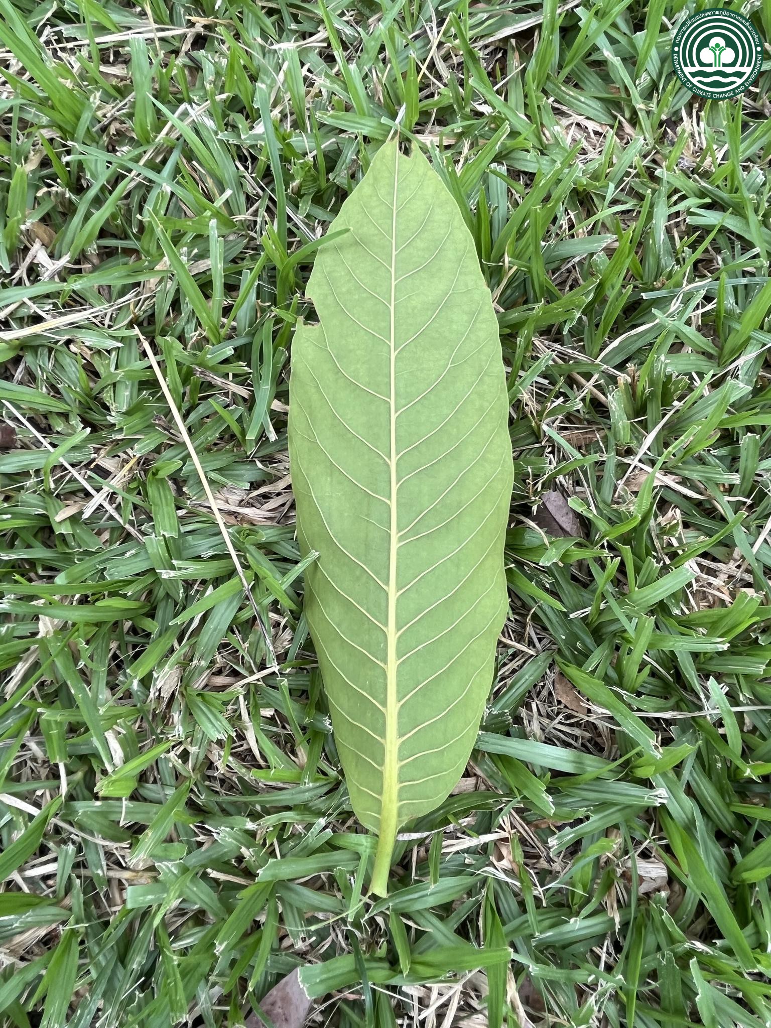 Triplaris cumingiana