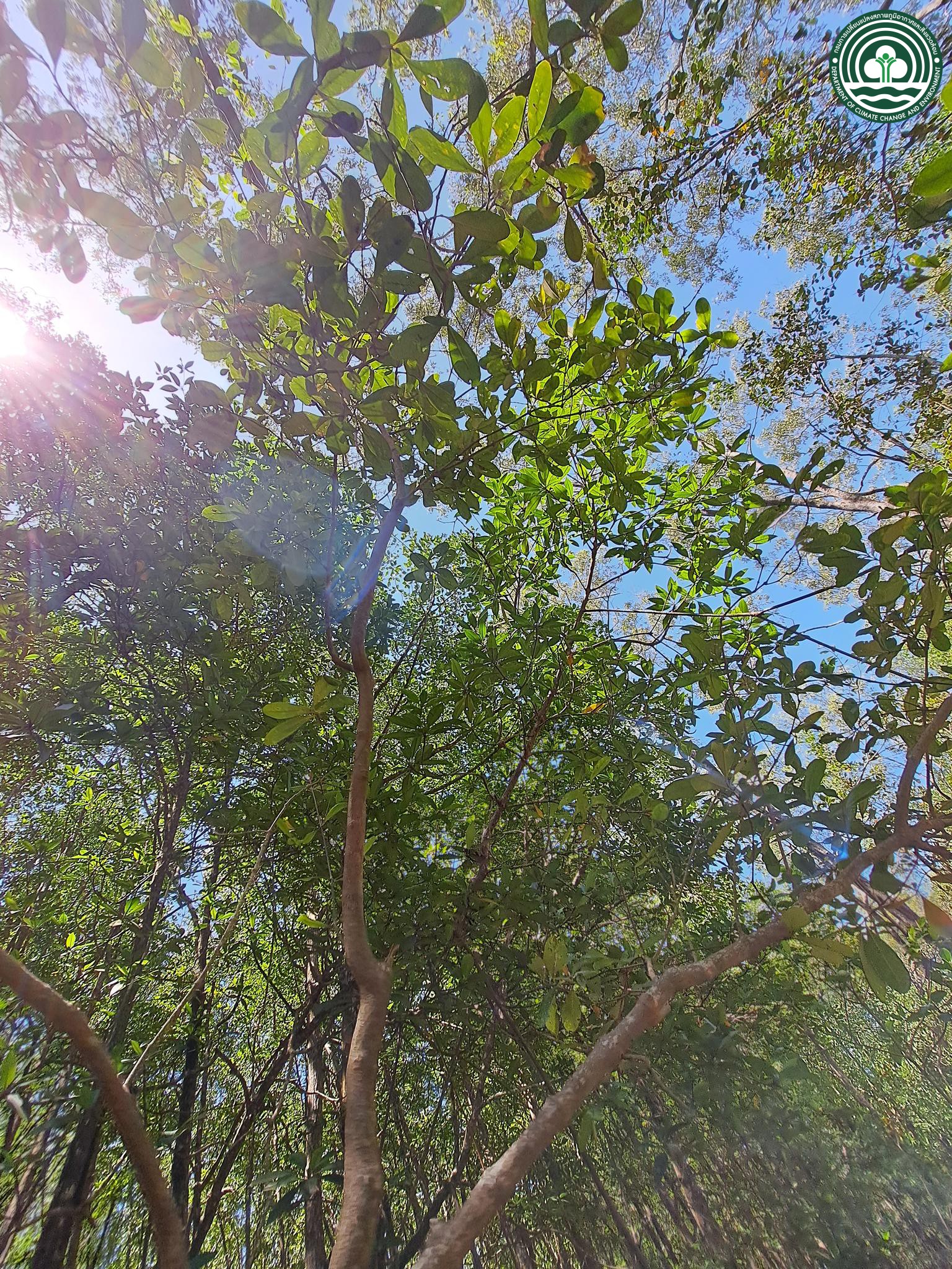 Aegiceras corniculatum