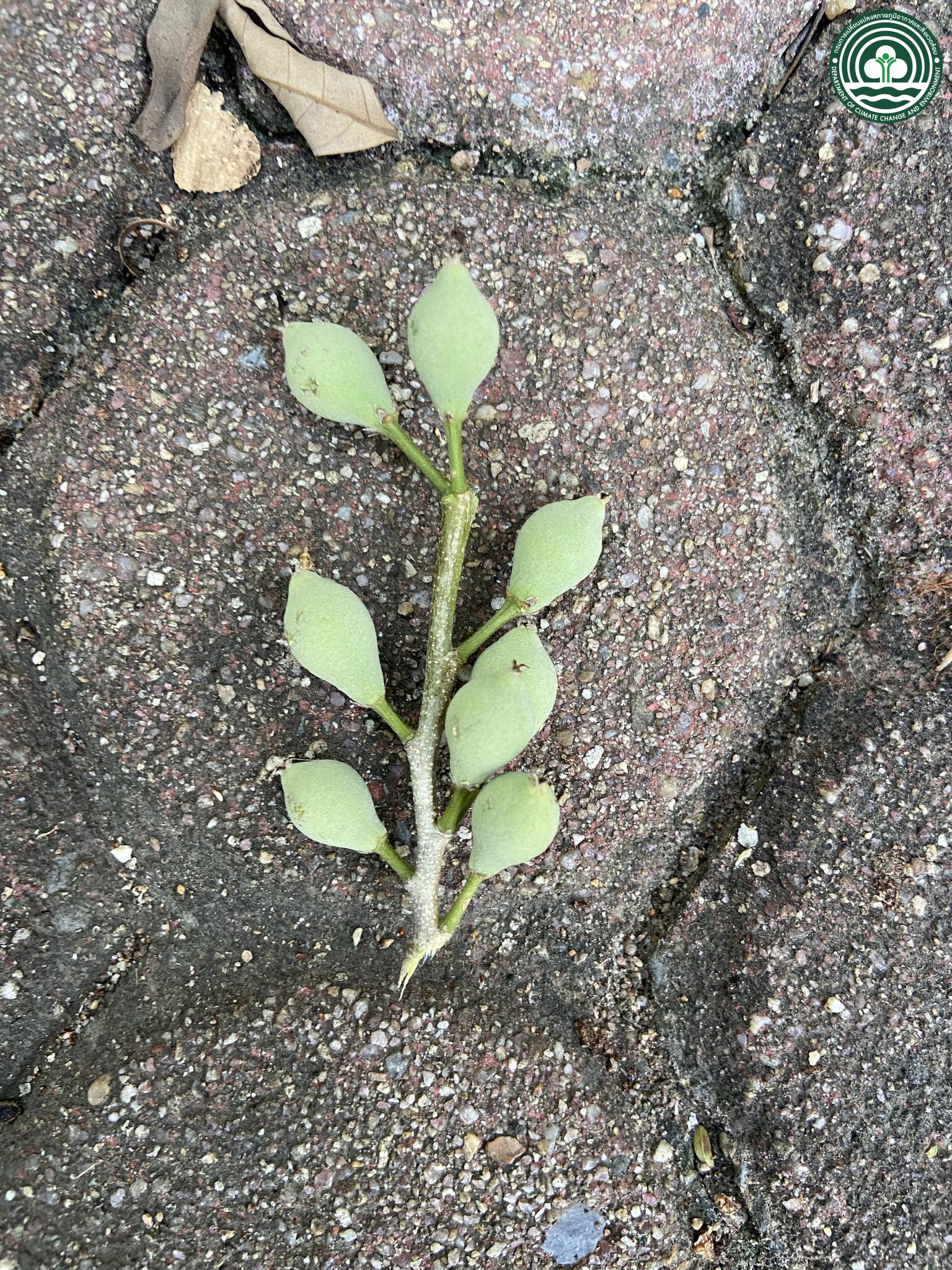 Drypetes roxburghii