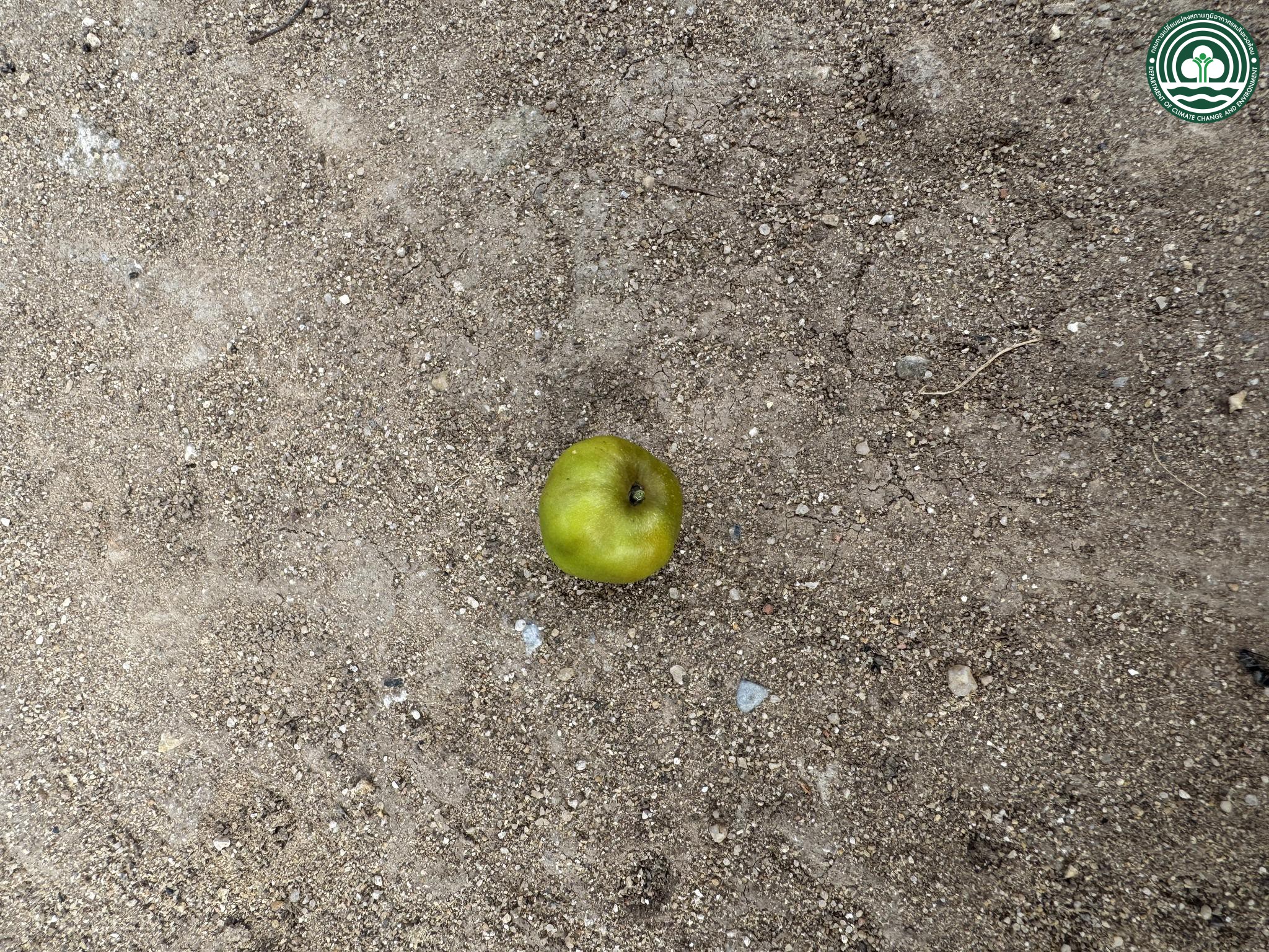 Ziziphus mauritiana