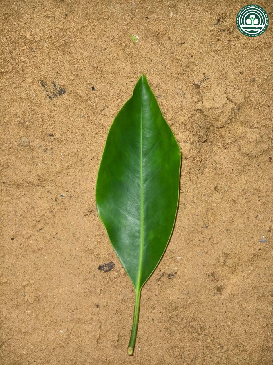 Bruguiera cylindrica