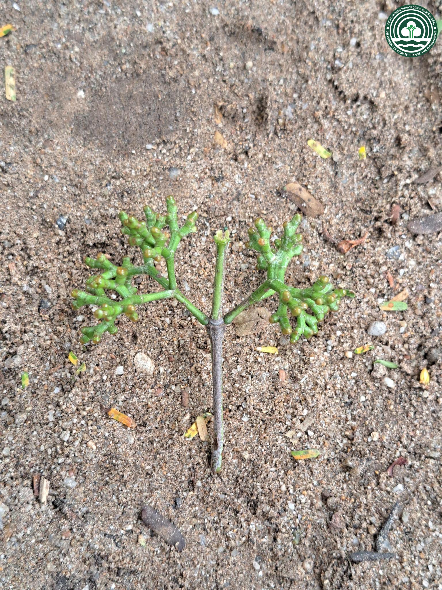 Carallia brachiata