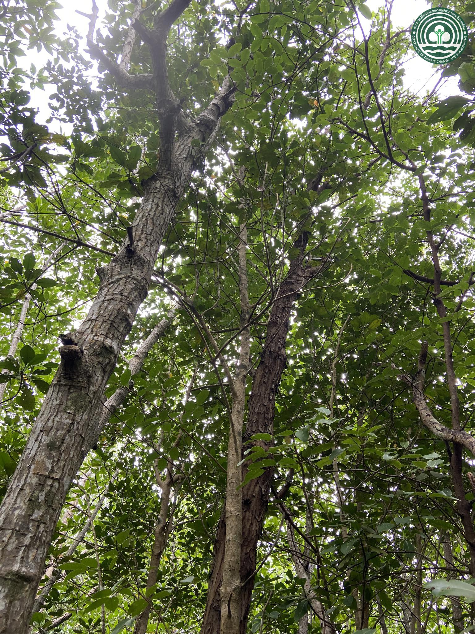 Ceriops tagal