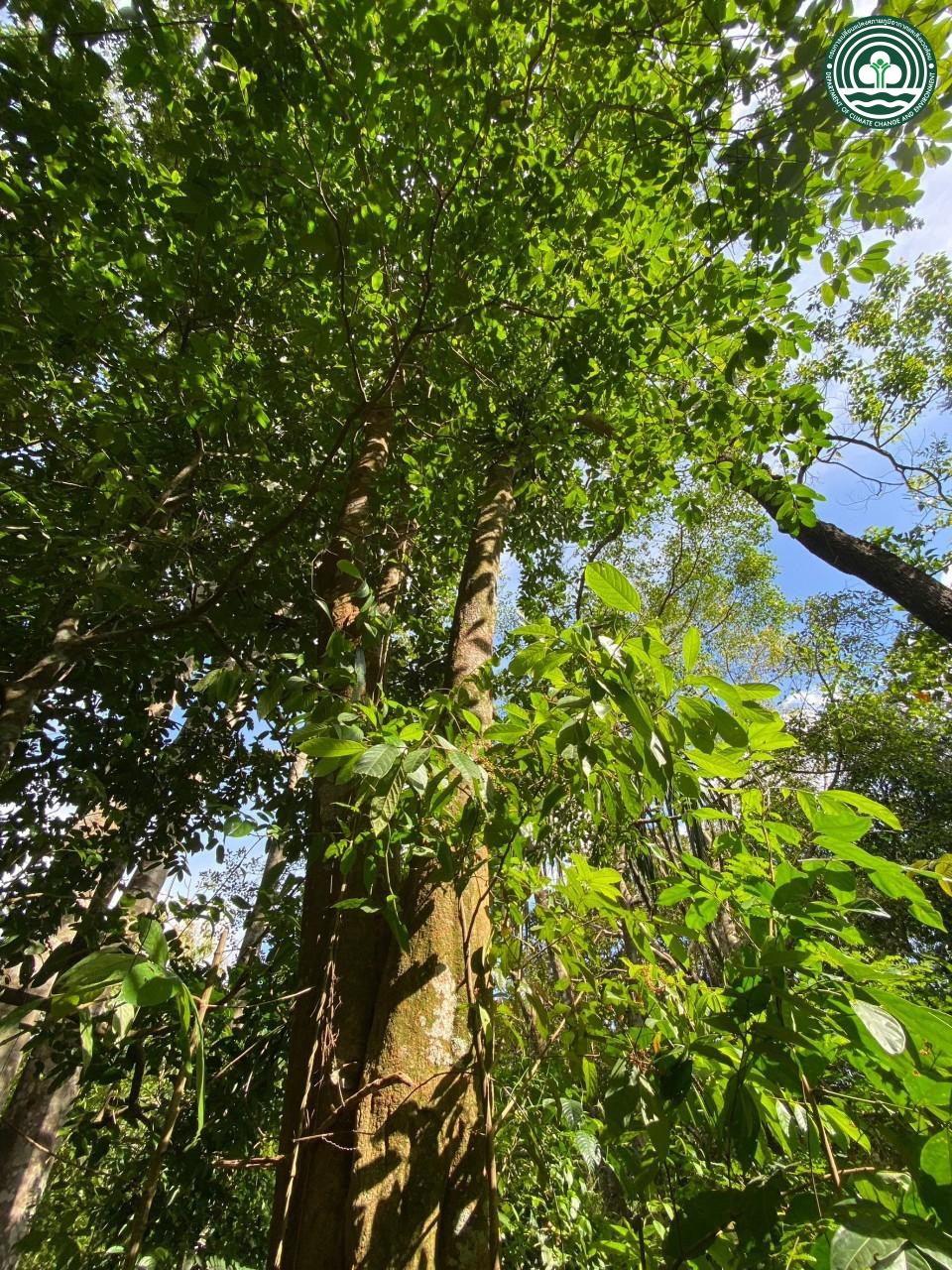 Pellacalyx parkinsonii