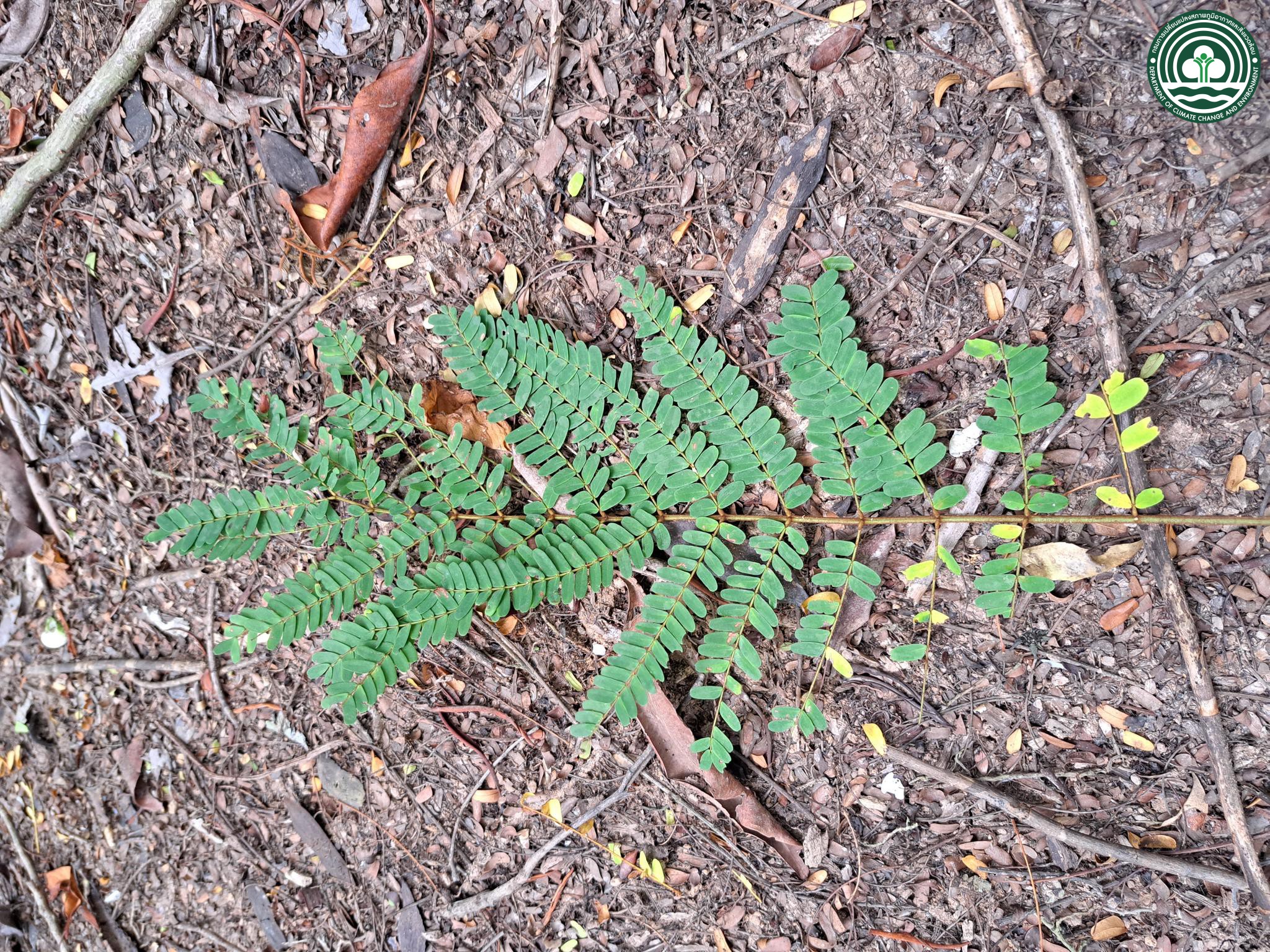 Rhizophora apiculata