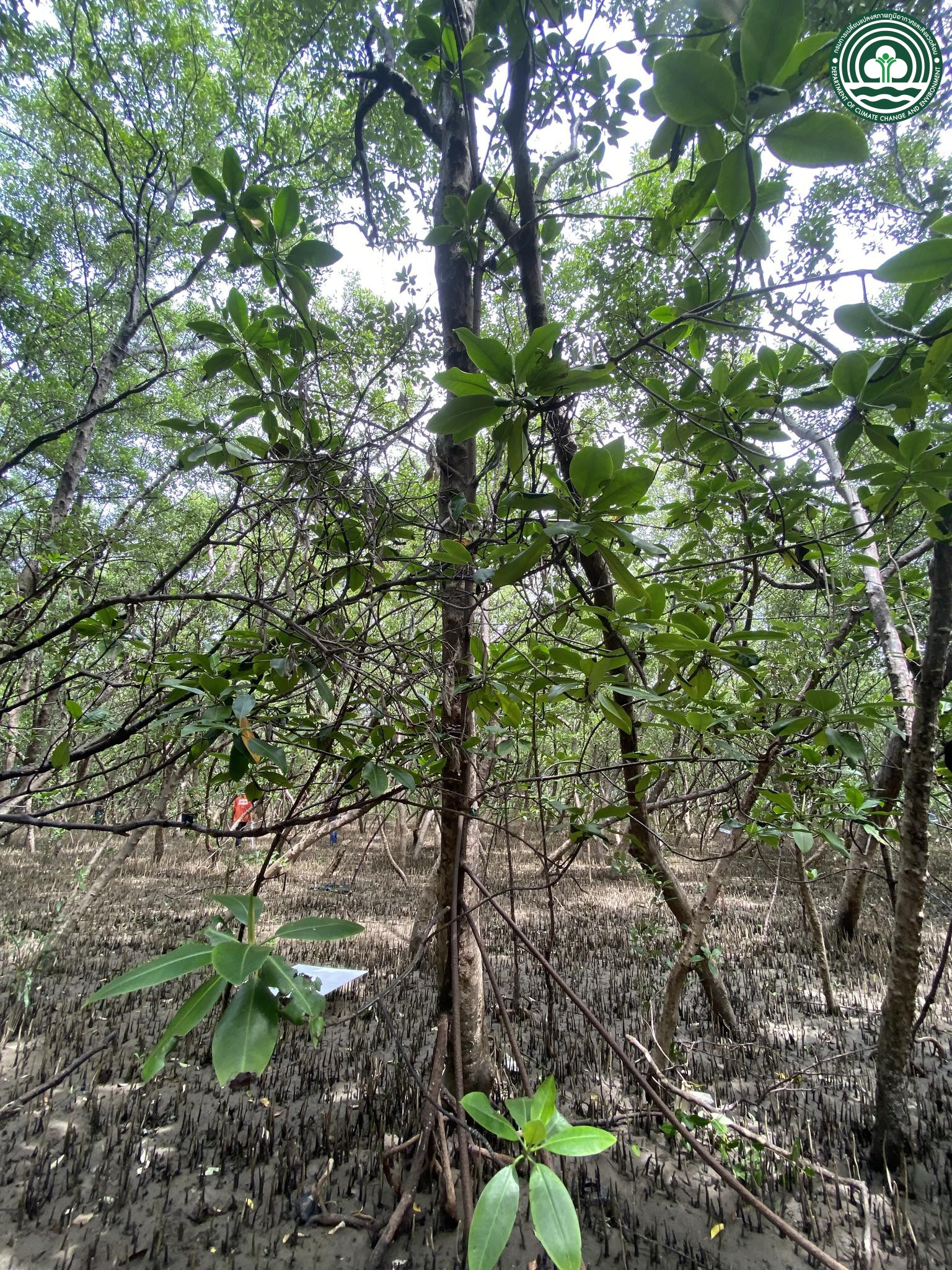 Rhizophora mucronata
