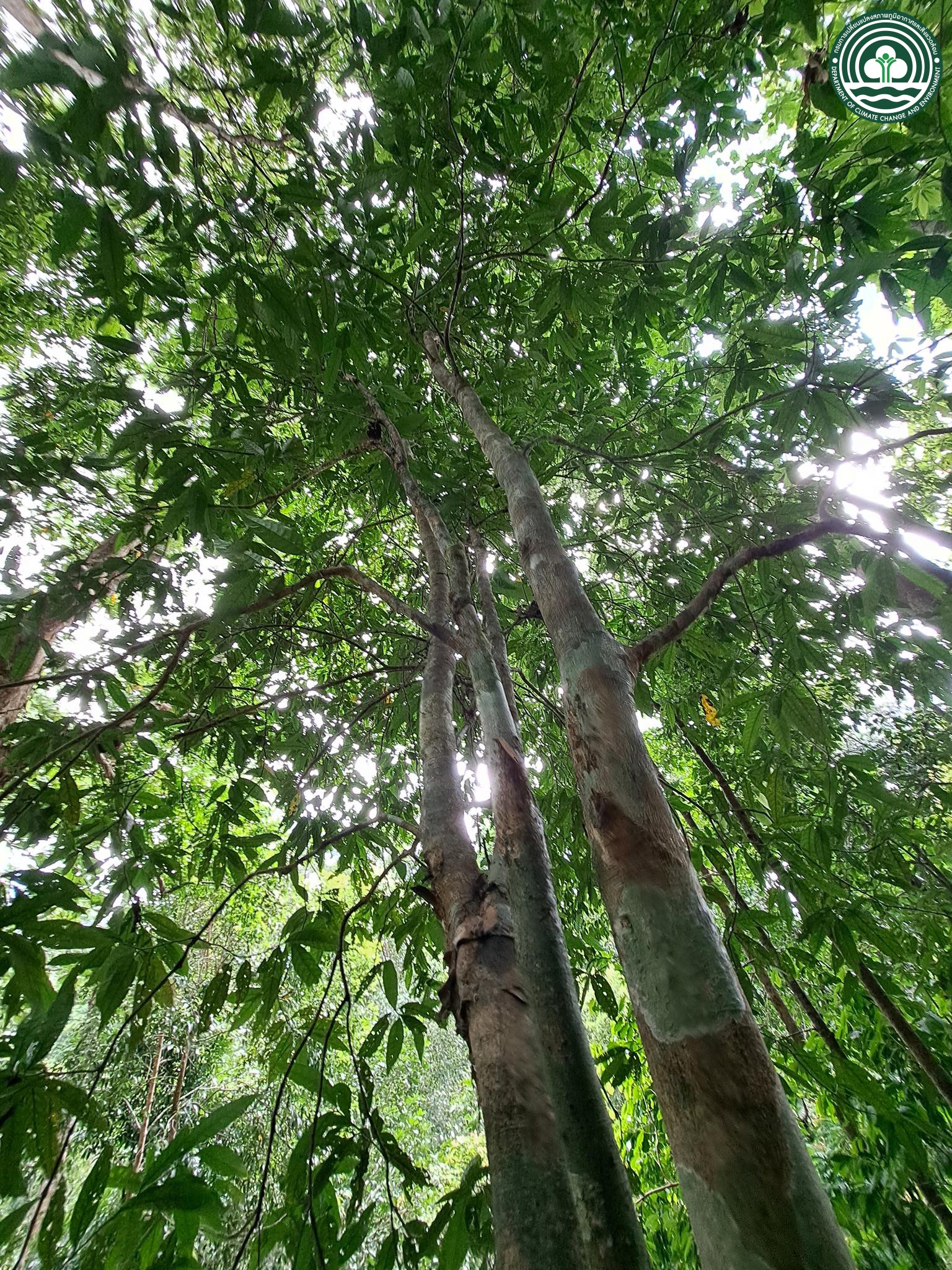 Aidia parvifolia