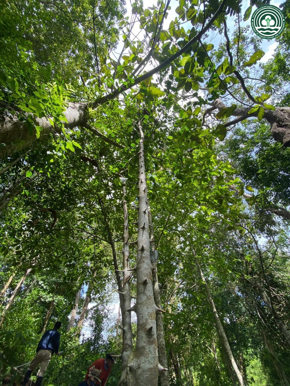 Canthium horridum