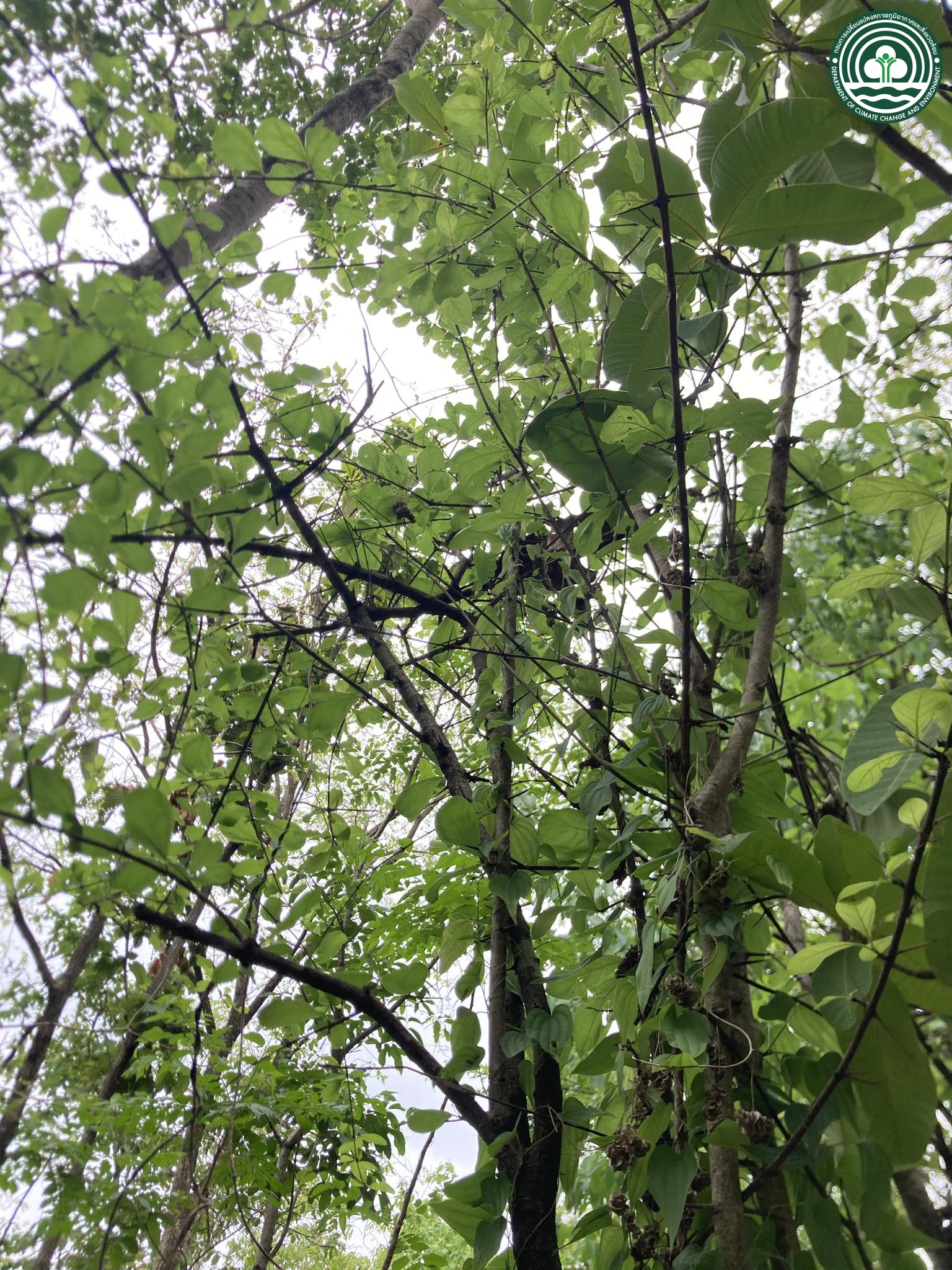 Catunaregam spathulifolia