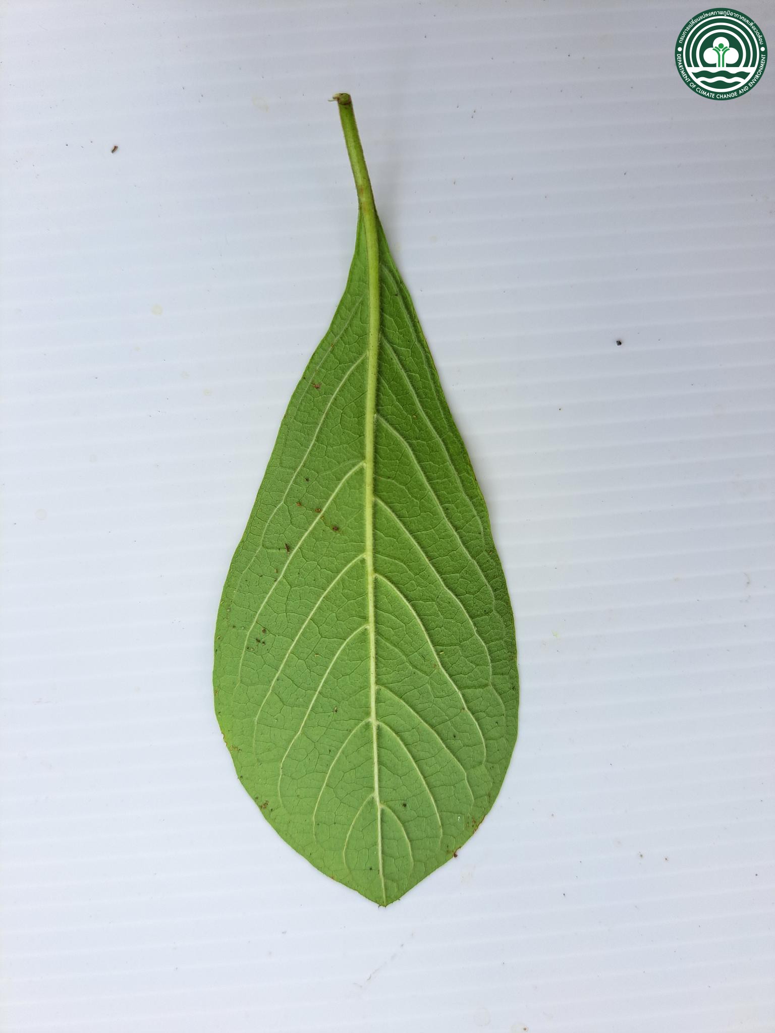 Catunaregam tomentosa