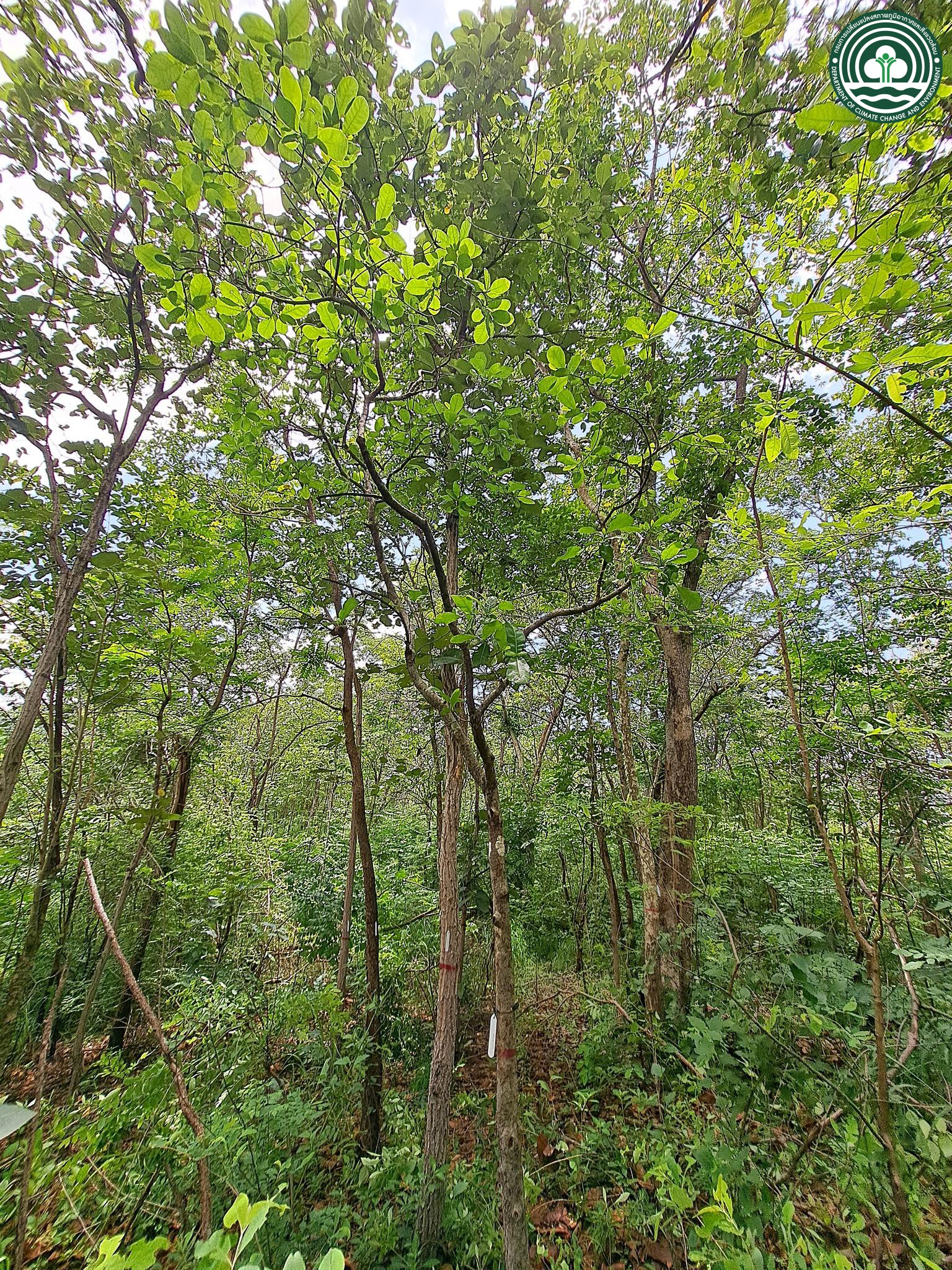 Gardenia obtusifolia