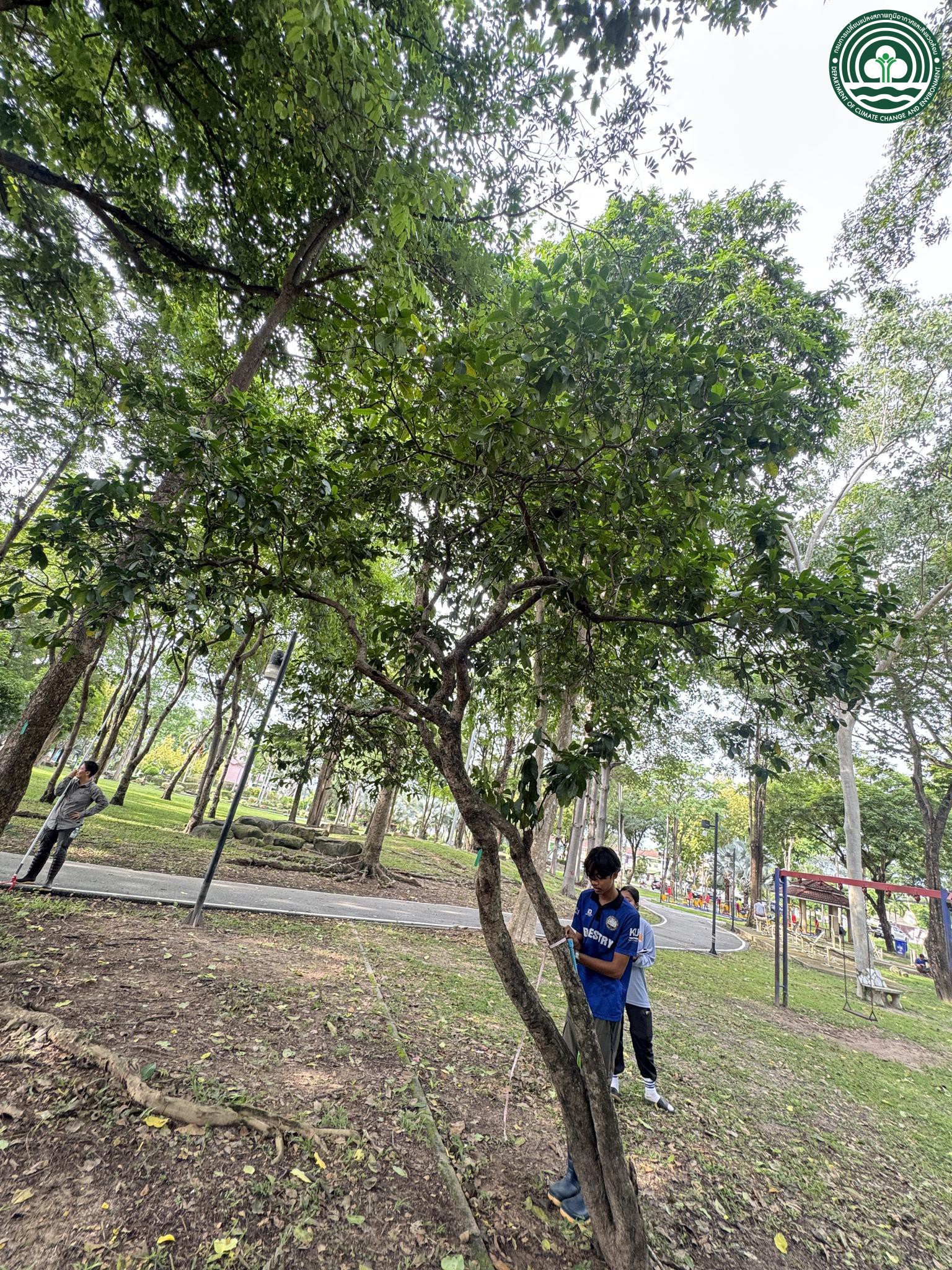 Ixora finlaysoniana