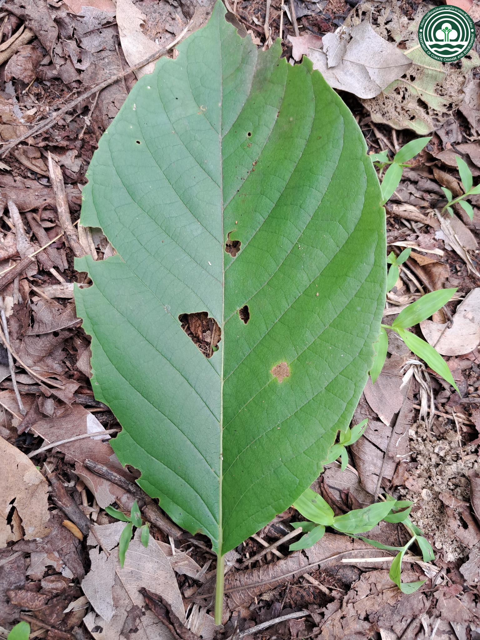 Mitragyna rotundifolia