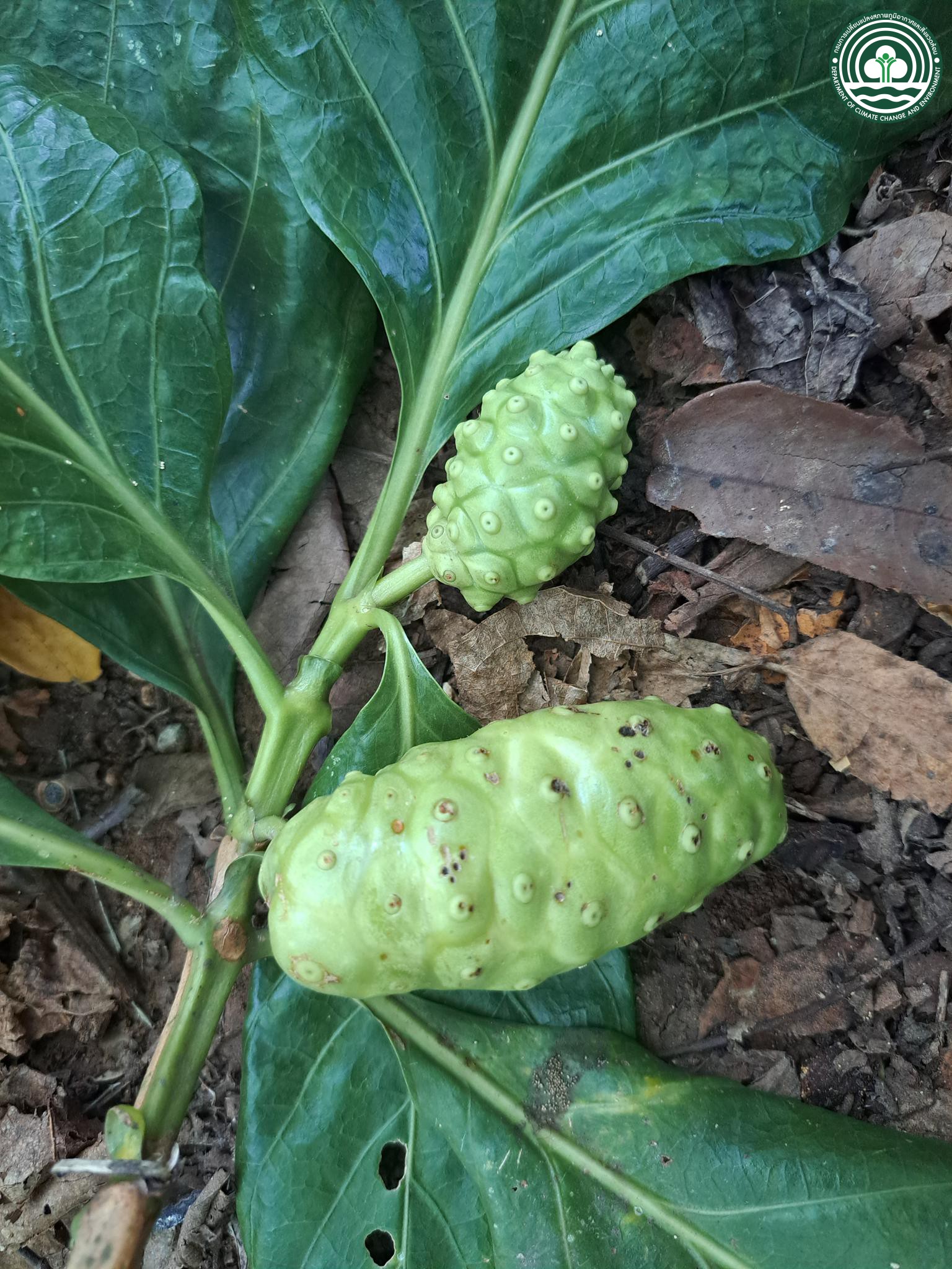 Morinda citrifolia