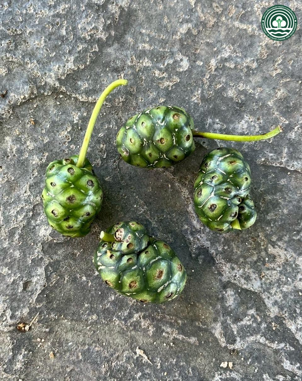 Morinda coreia