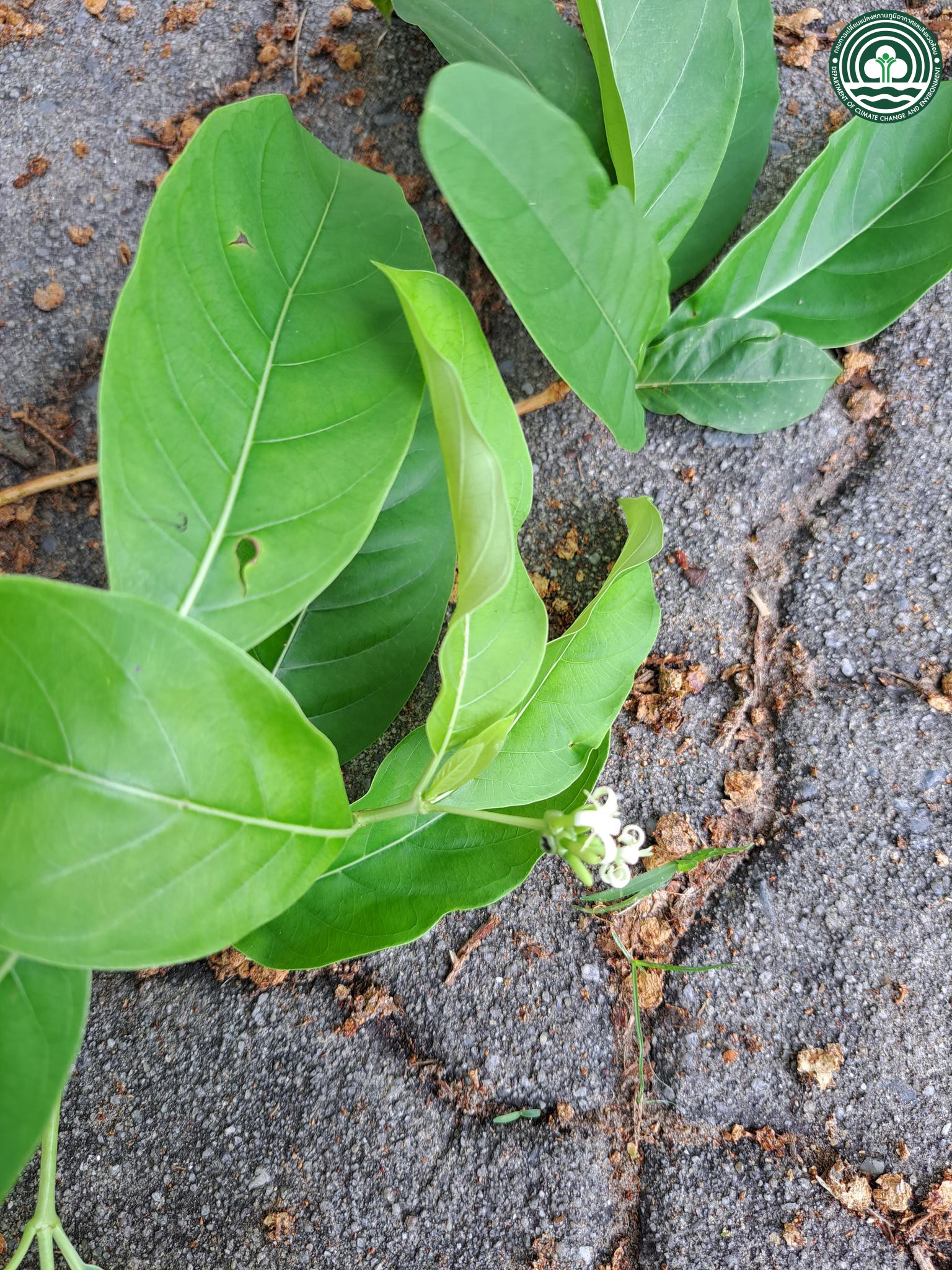 Morinda elliptica