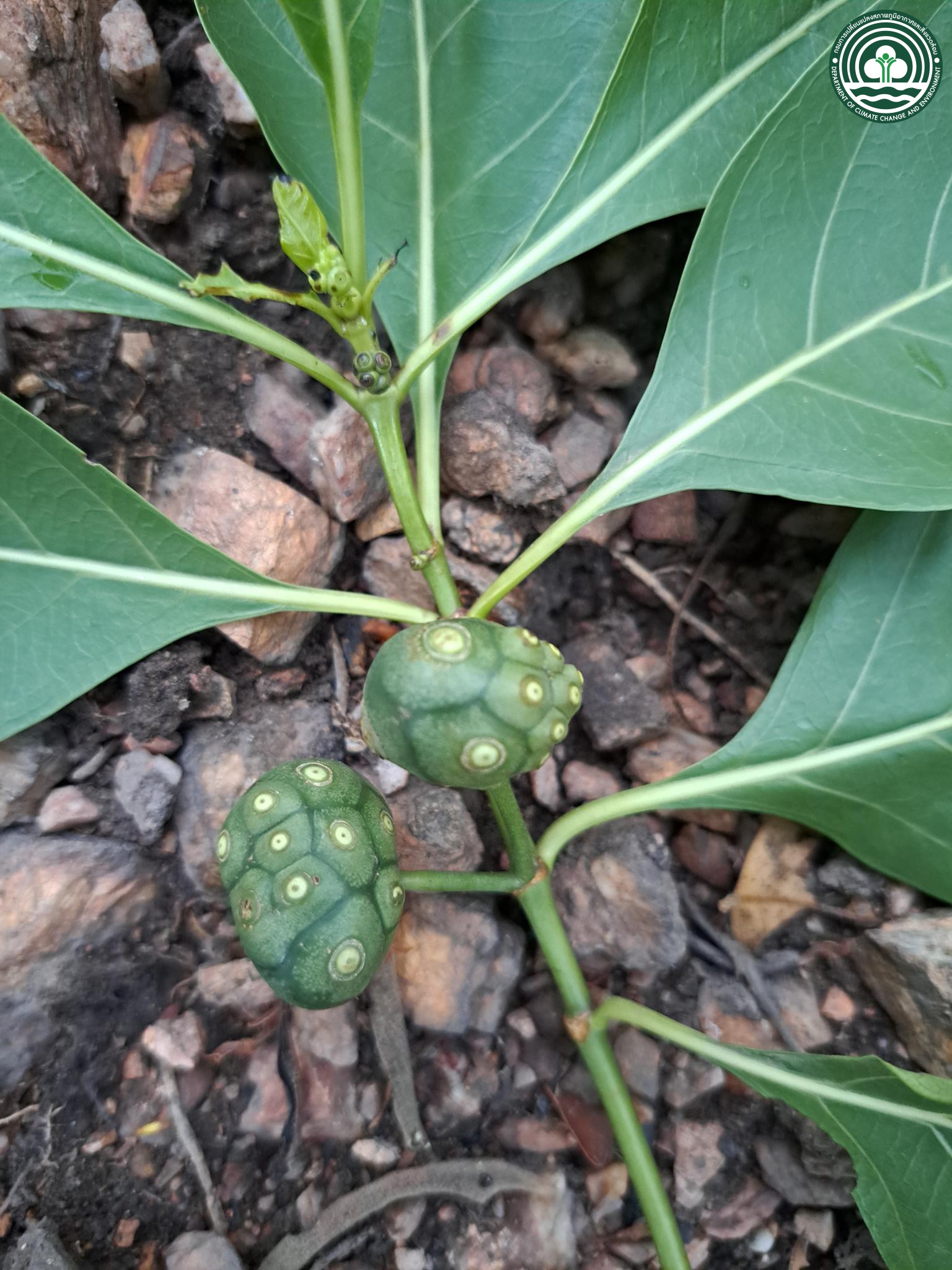Morinda tomentosa