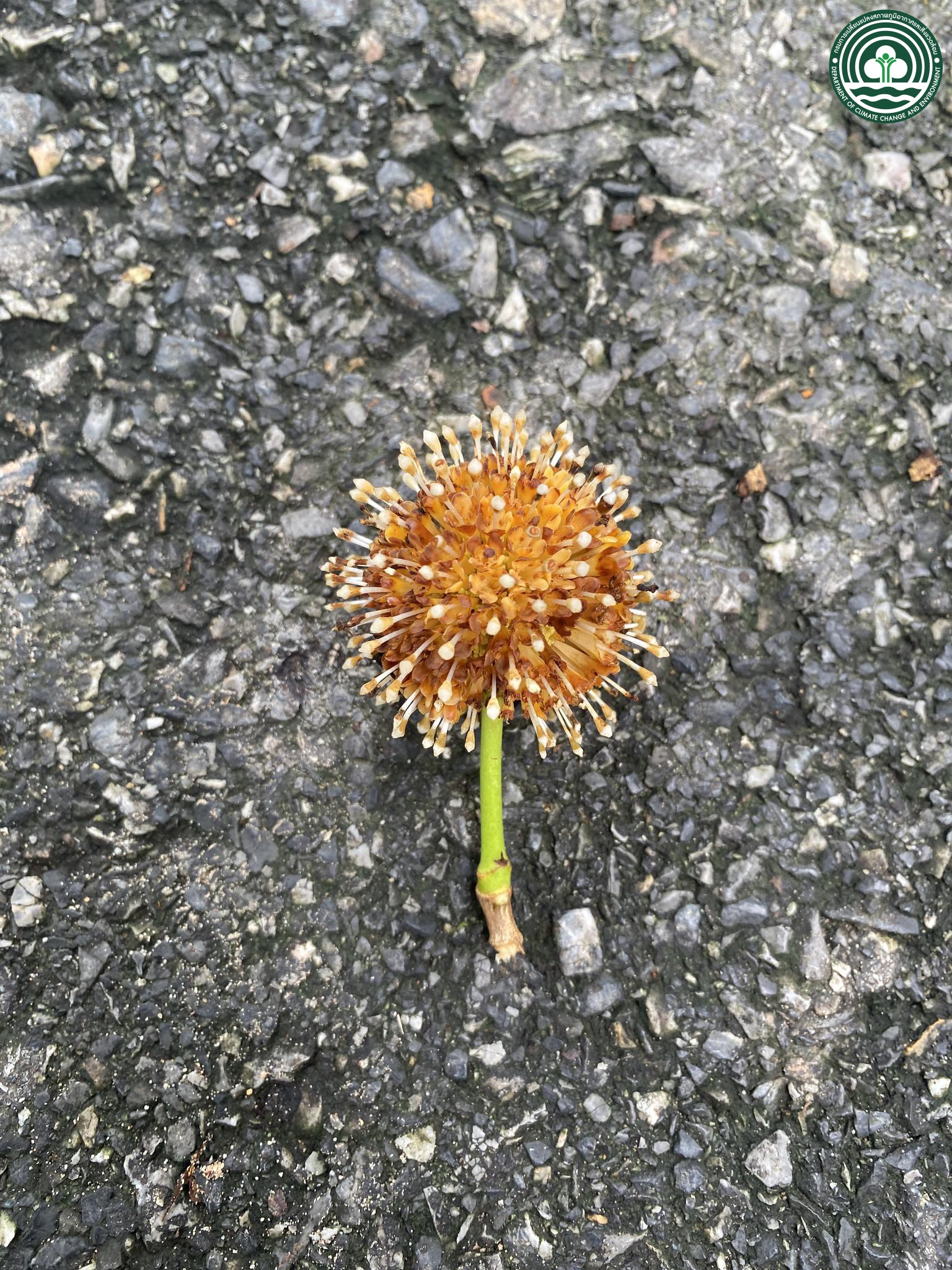 Nauclea orientalis