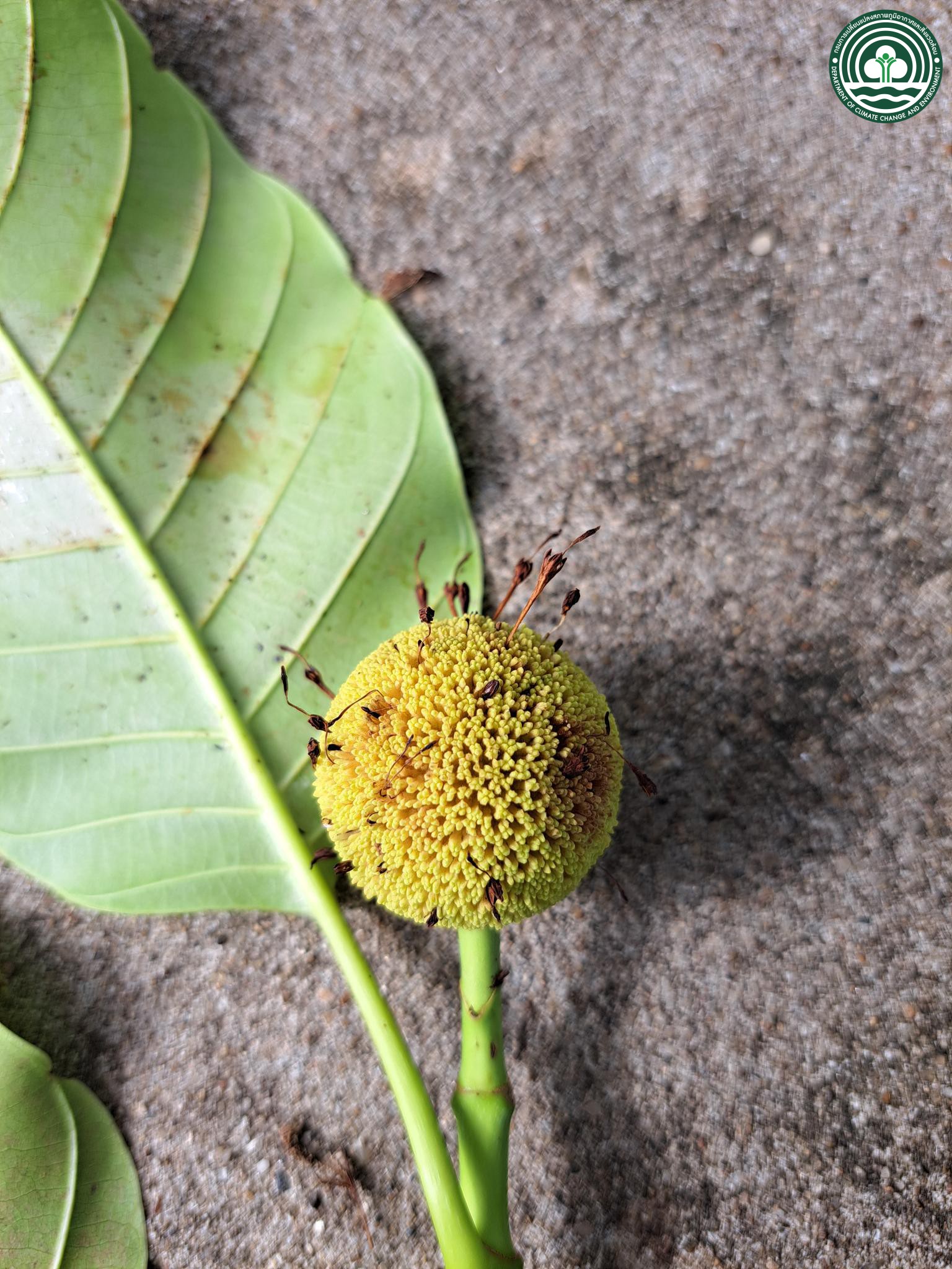 Neolamarckia cadamba
