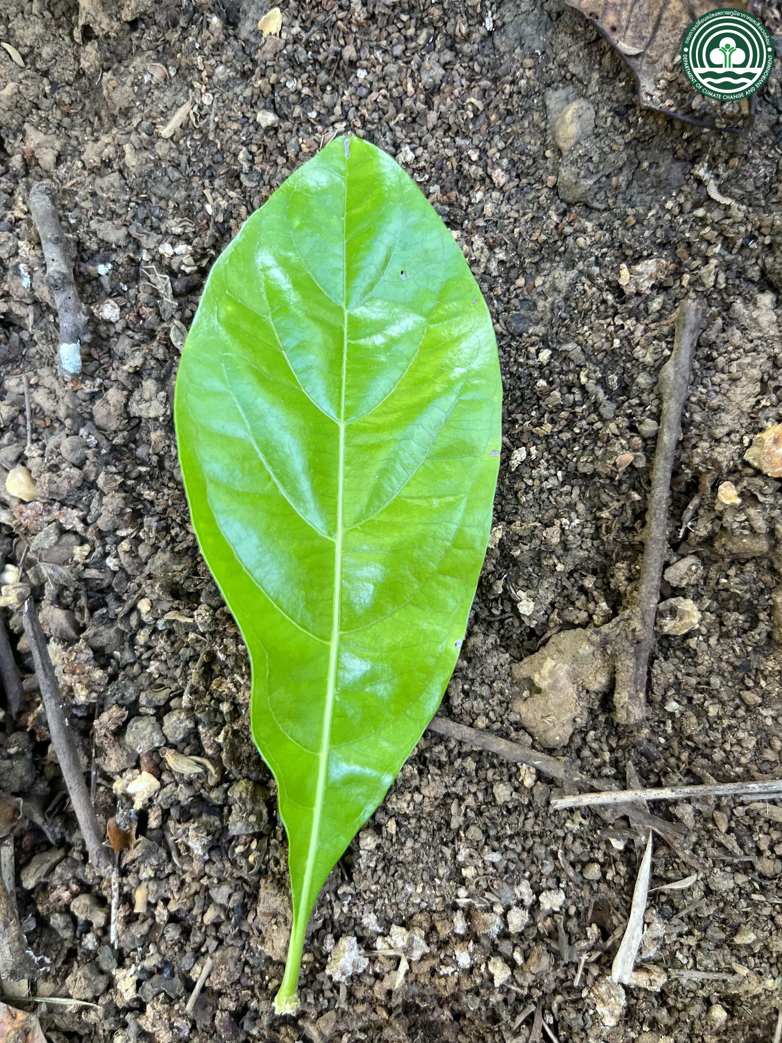 Tamilnadia uliginosa