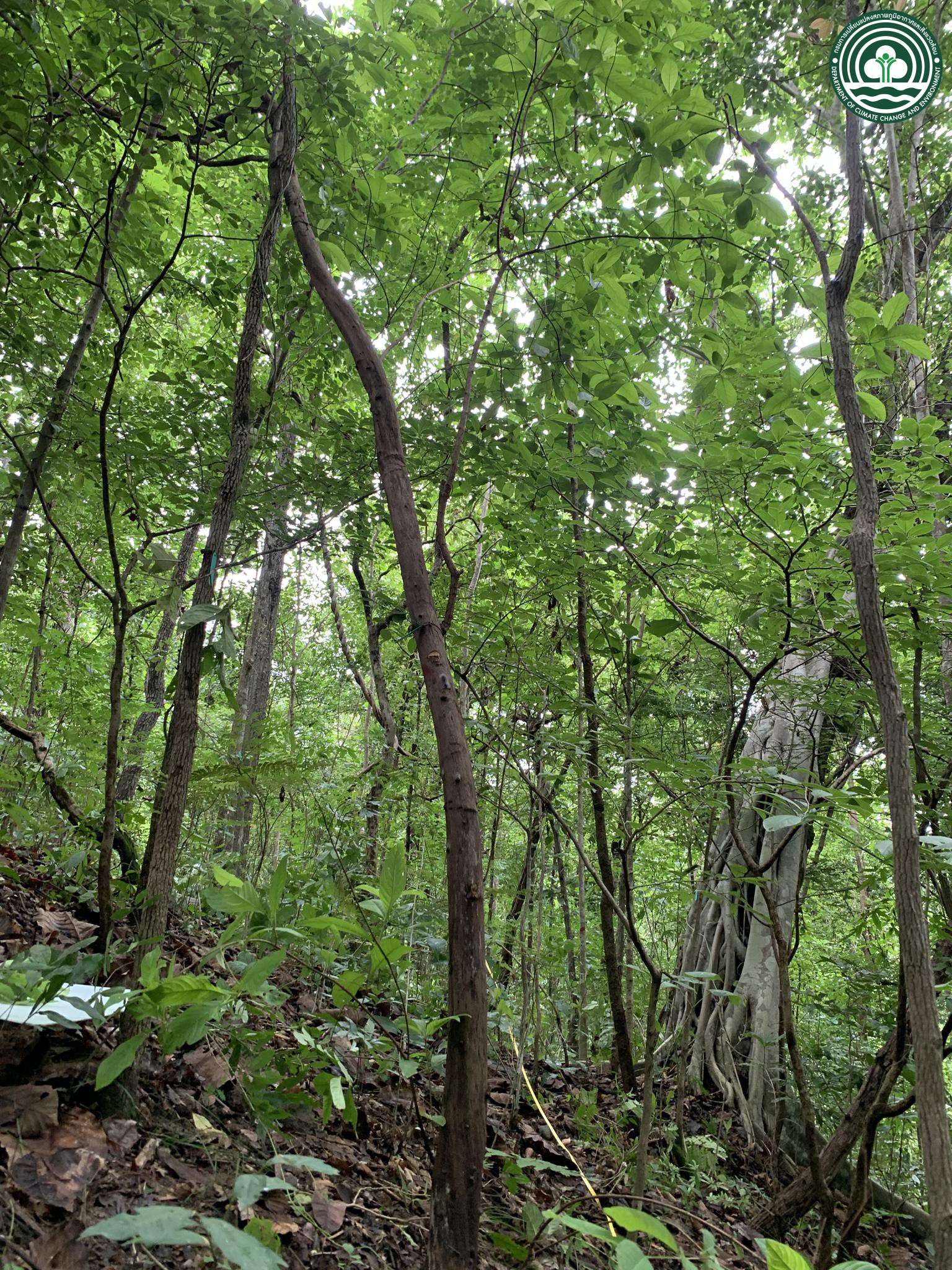 Wendlandia tinctoria