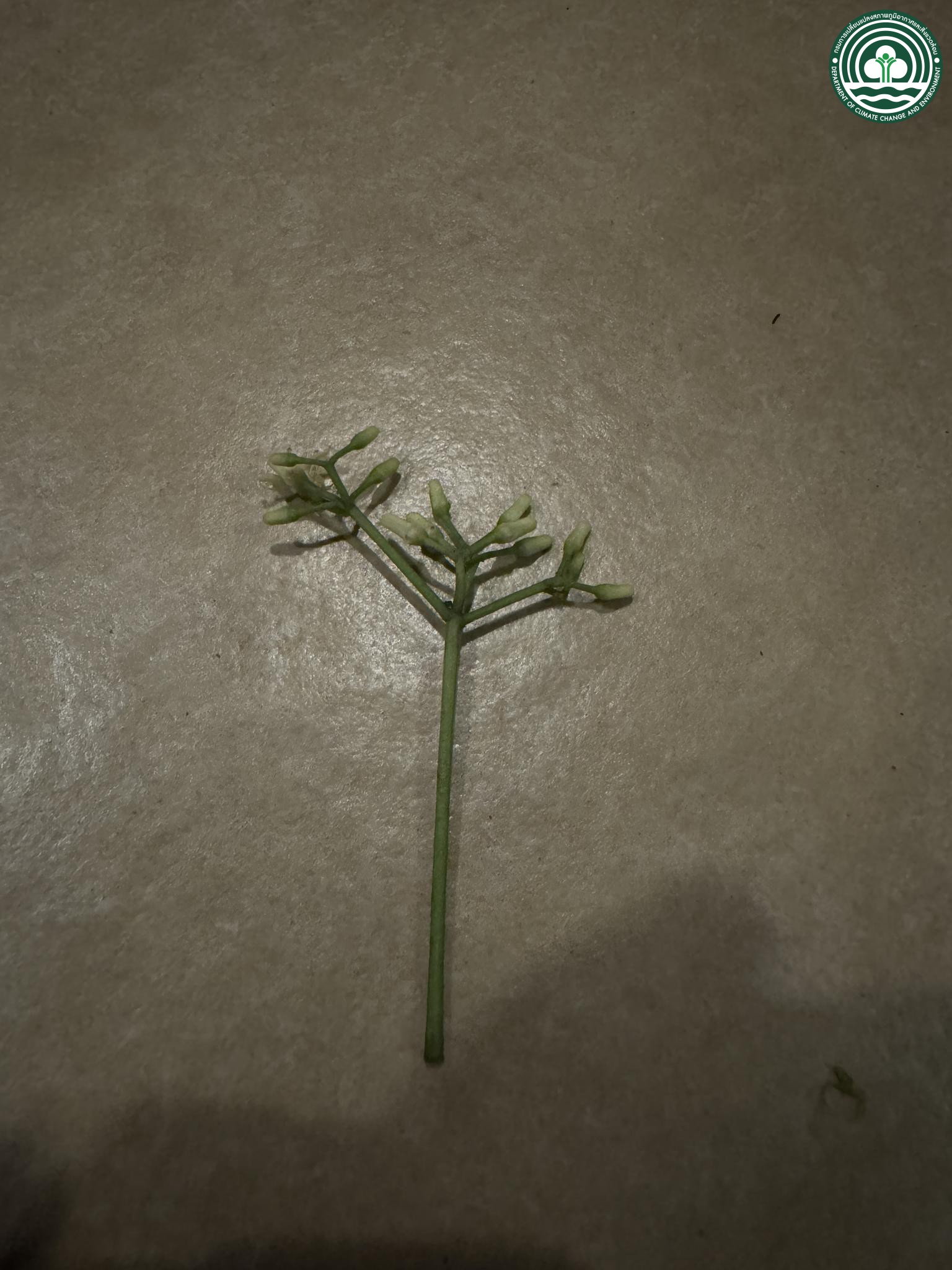 Acronychia pedunculata
