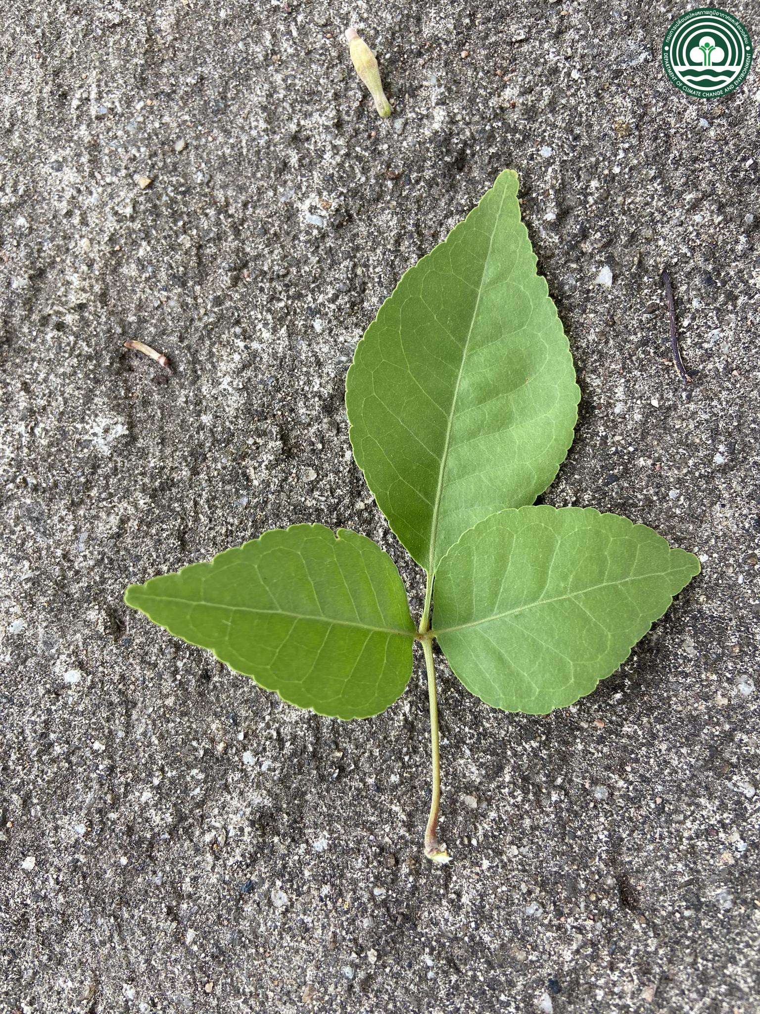 Aegle marmelos