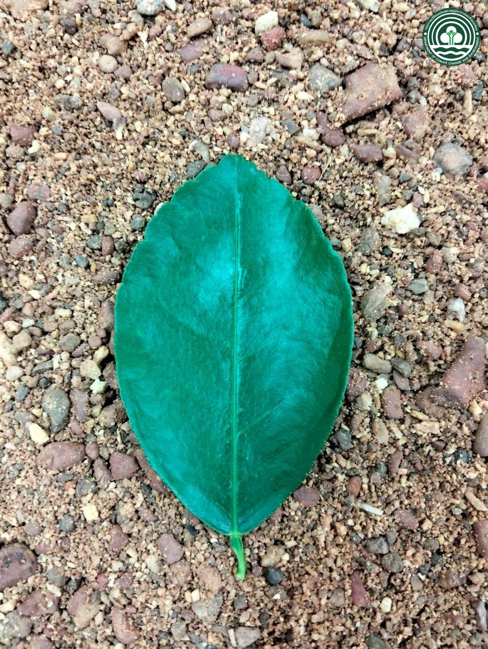 Citrus aurantifolia