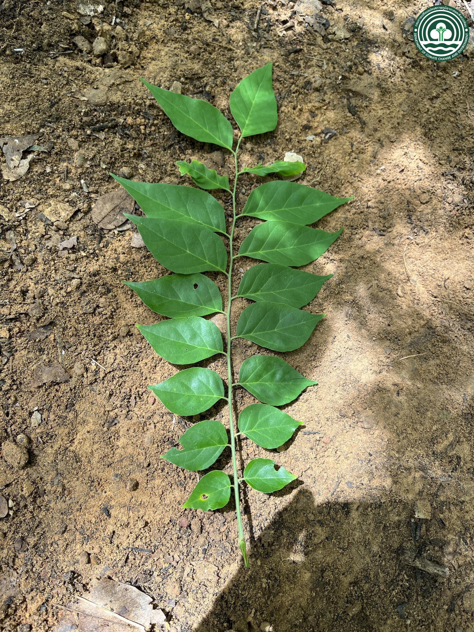 Micromelum minutum