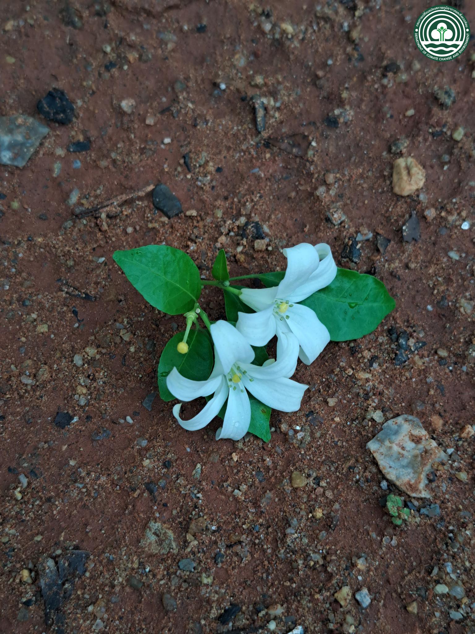 Murraya paniculata