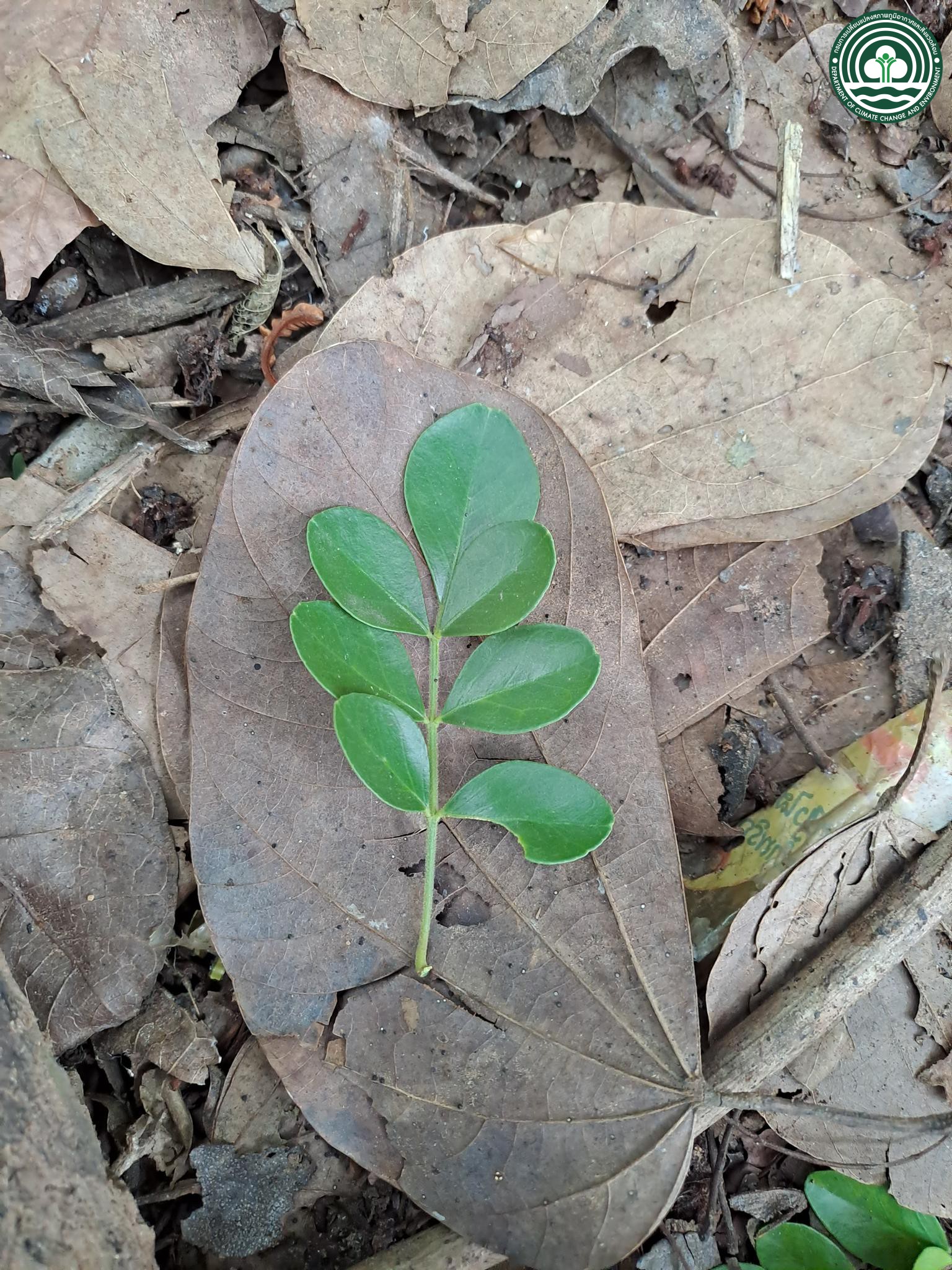 Naringi crenulata