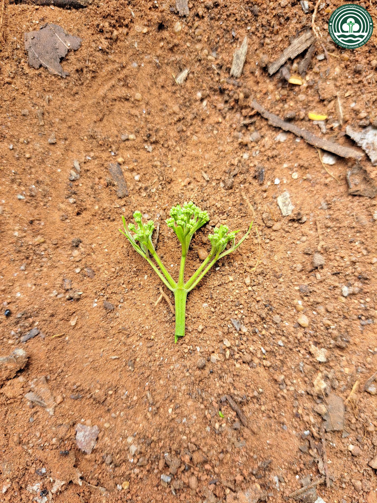 Tetradium glabrifolium