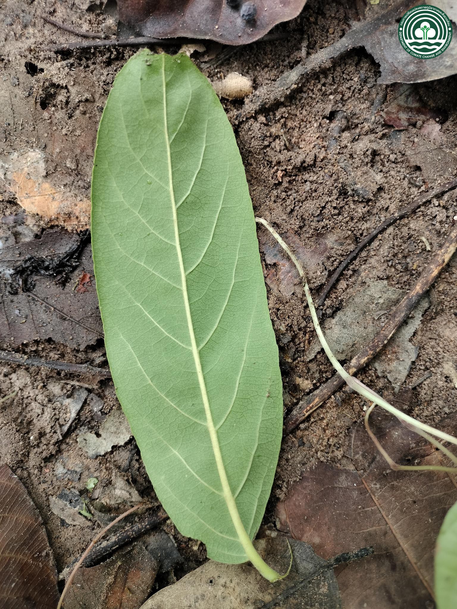 Casearia grewiifolia