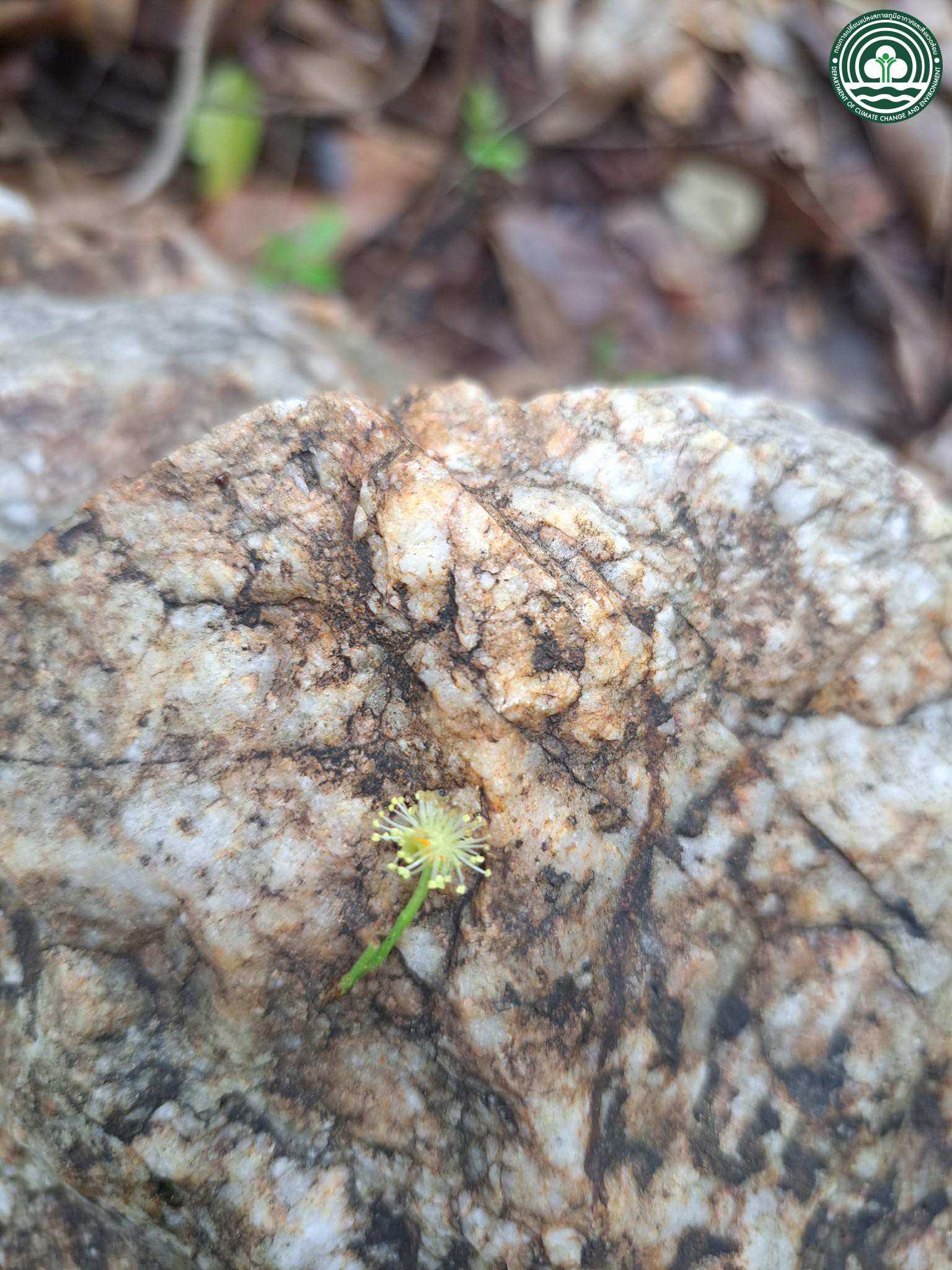 Flacourtia indica