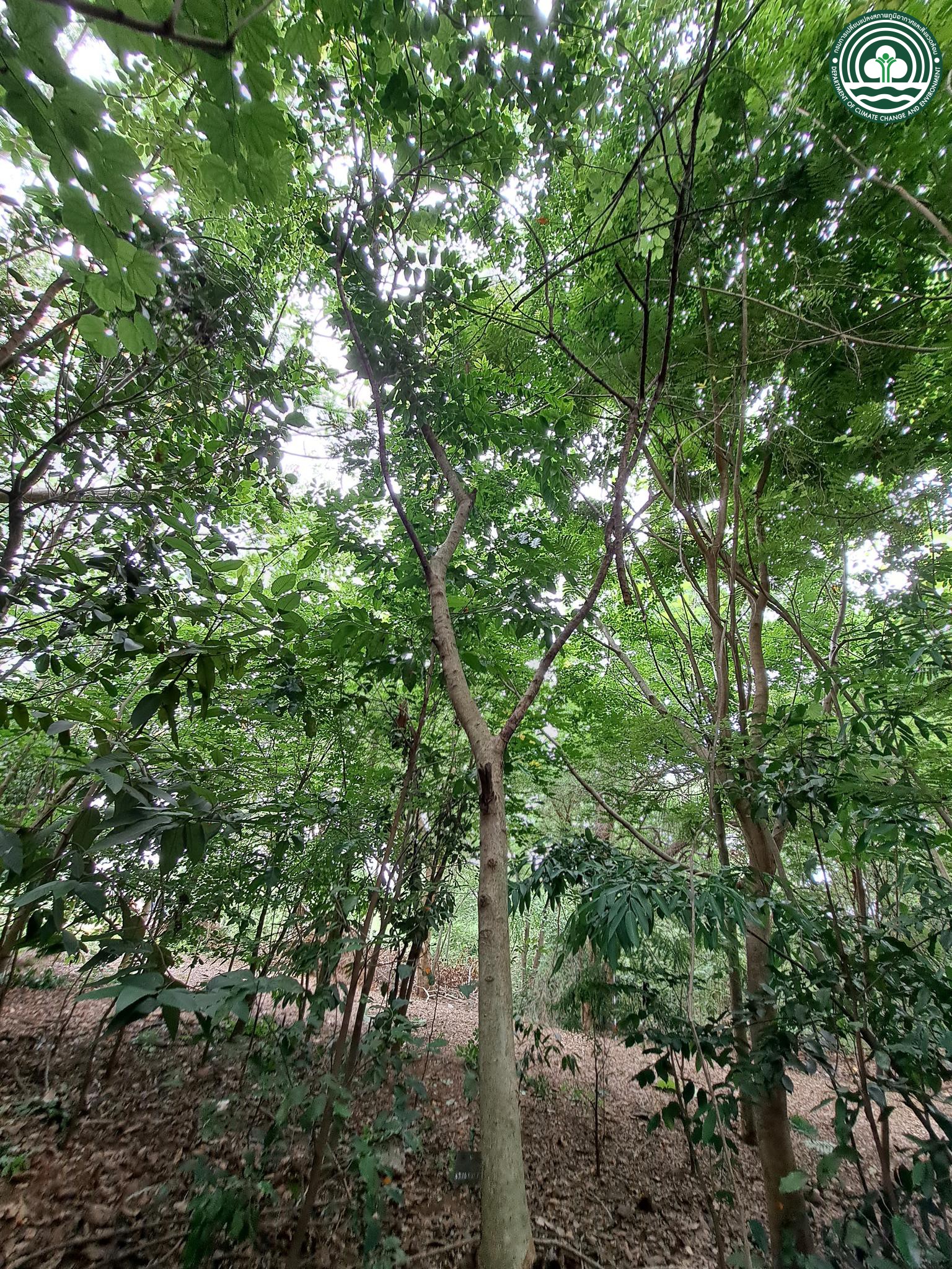 Flacourtia jangomas
