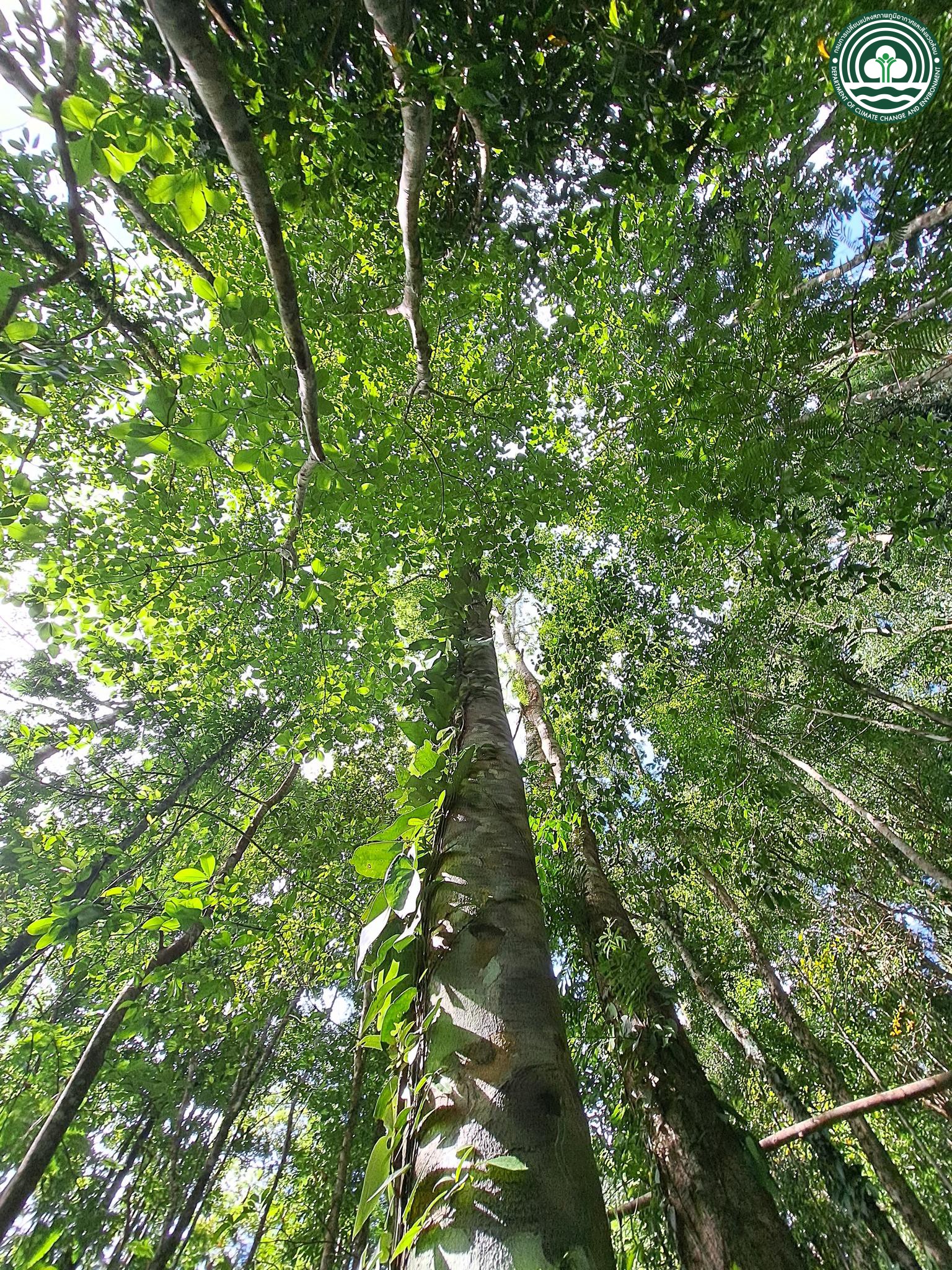 Homalium dasyanthum