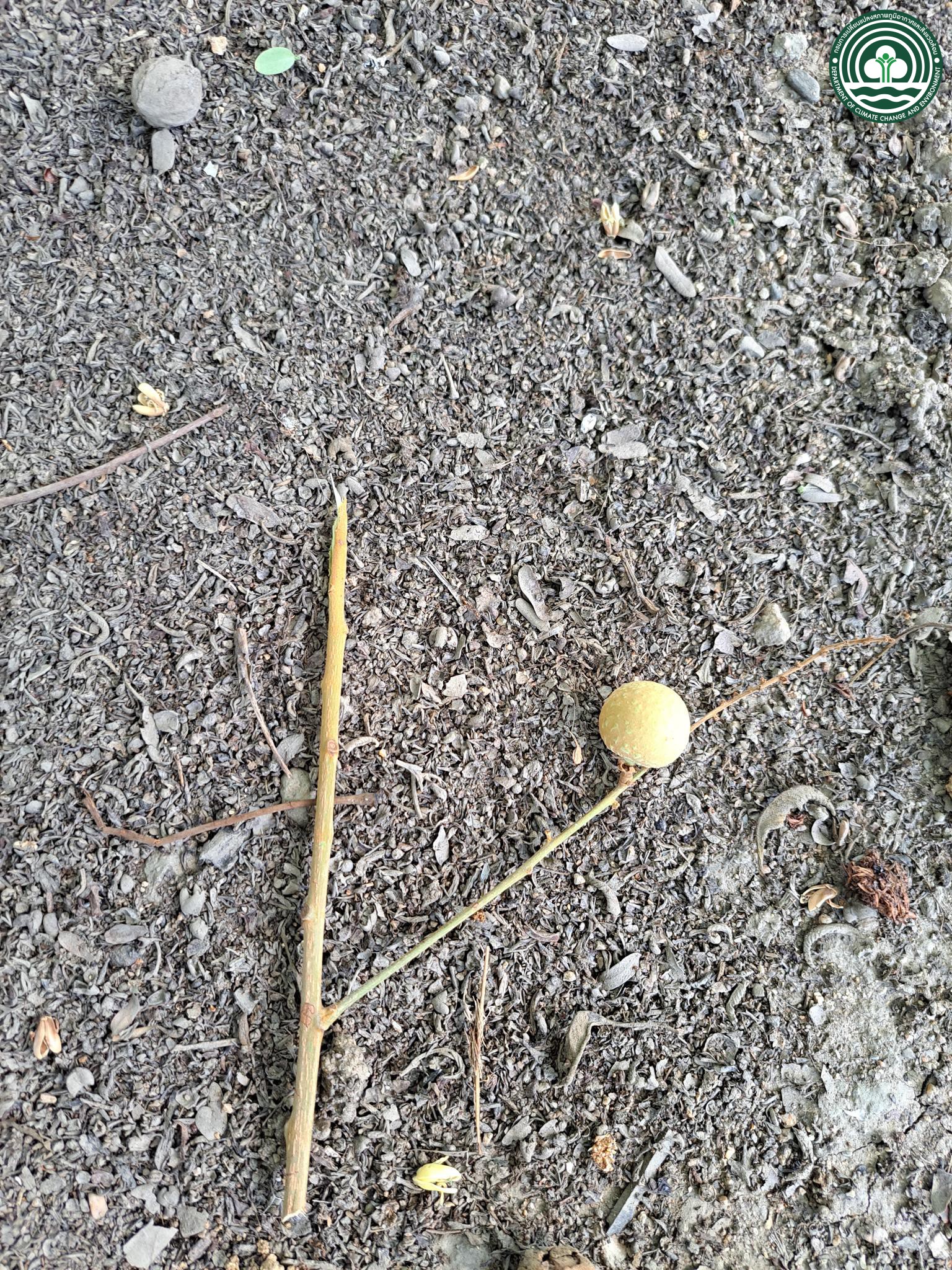 Dimocarpus longan