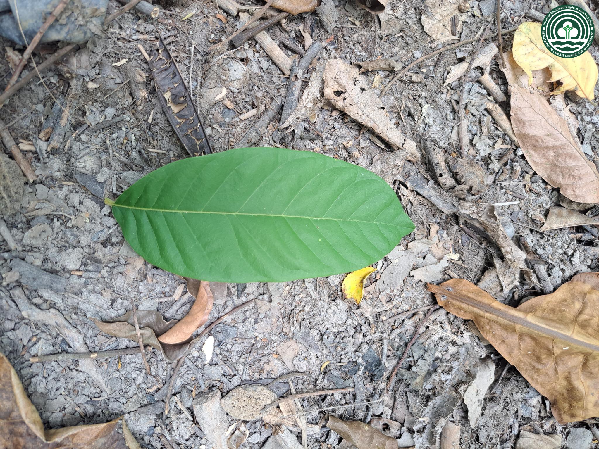  Lepisanthes rubiginosa