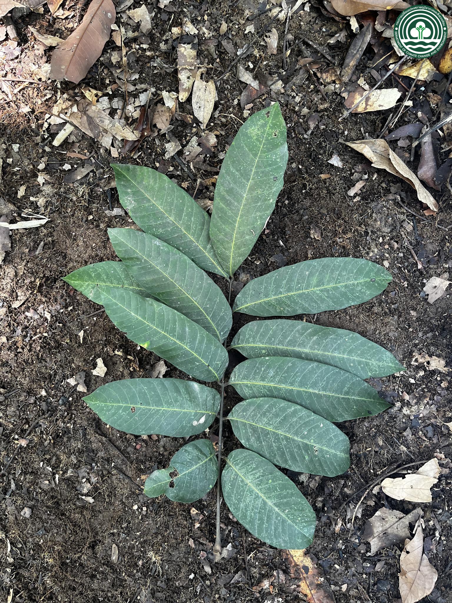 Nephelium hypoleucum