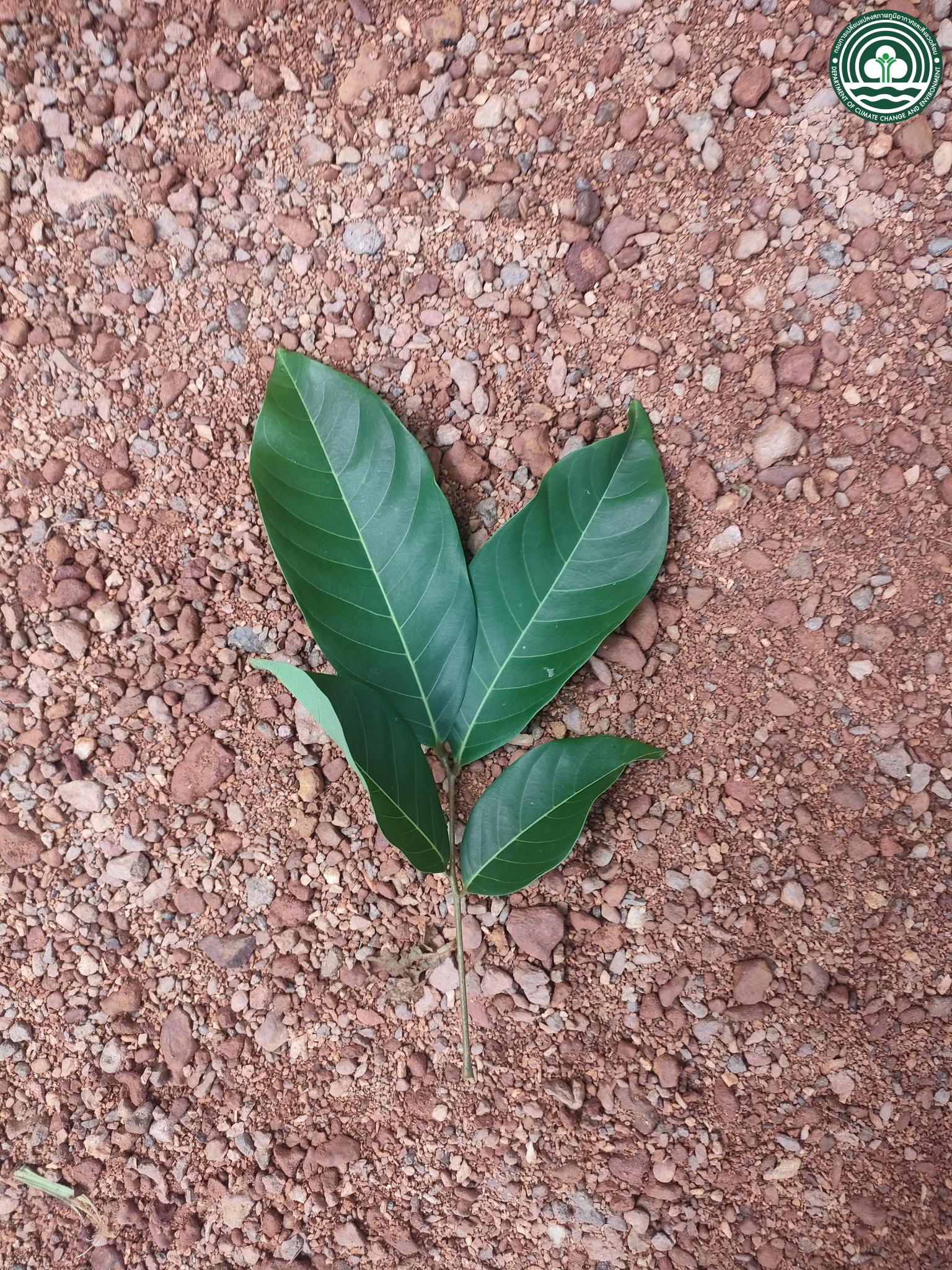 Nephelium lappaceum