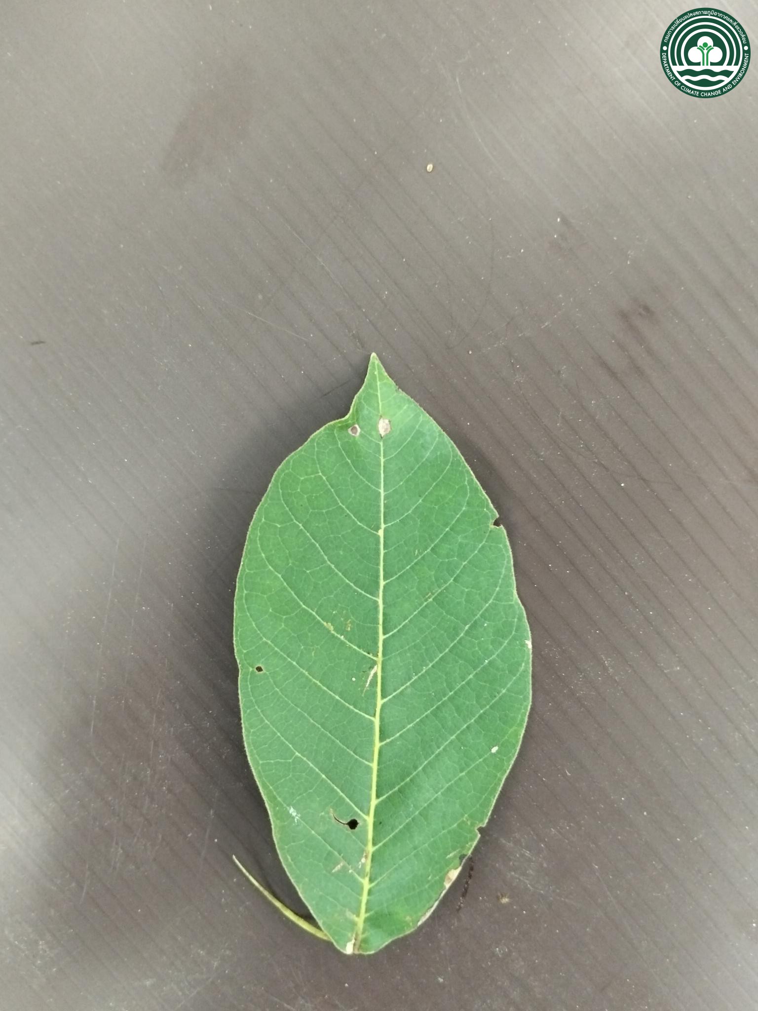 Schleichera oleosa