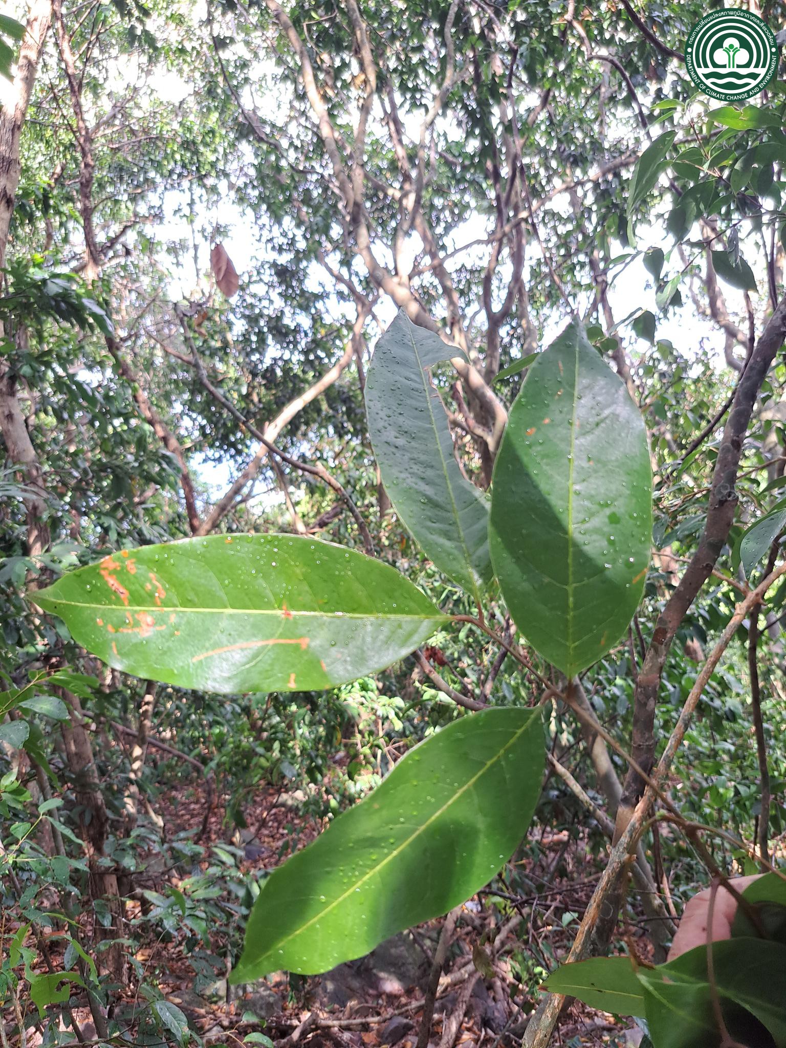 Xerospermum noronhianum