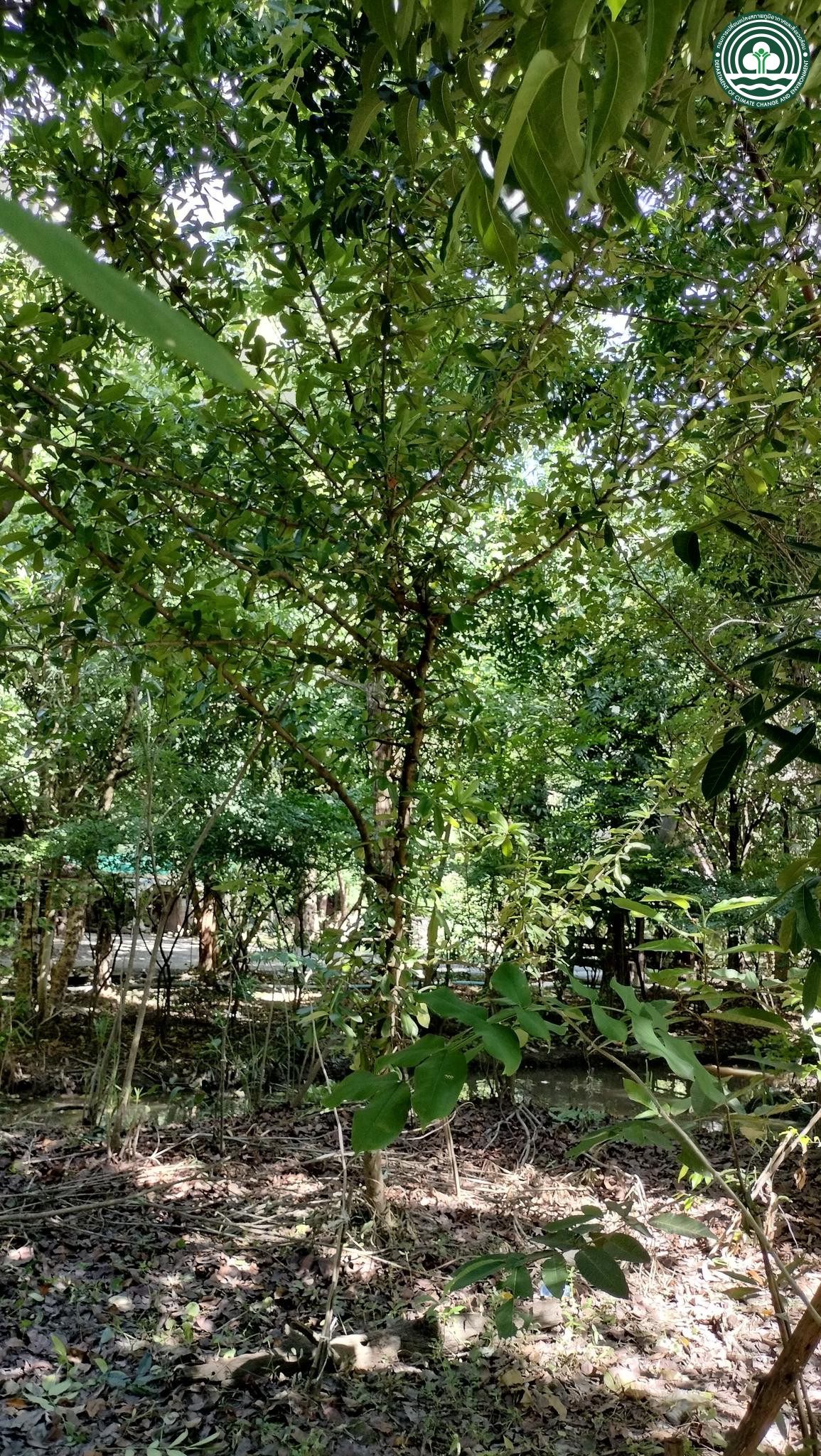 Manilkara hexandra