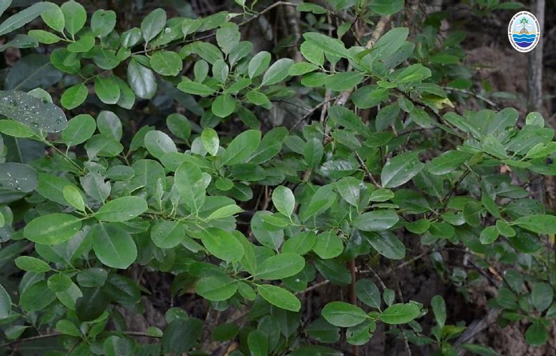 Cassine viburnifolia