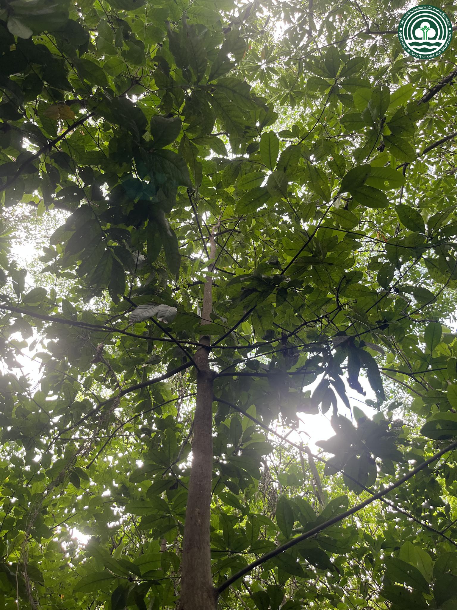 Planchonella obovata