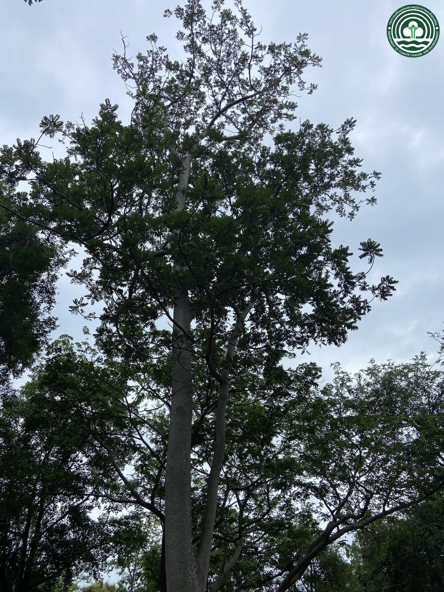 Ailanthus triphysa