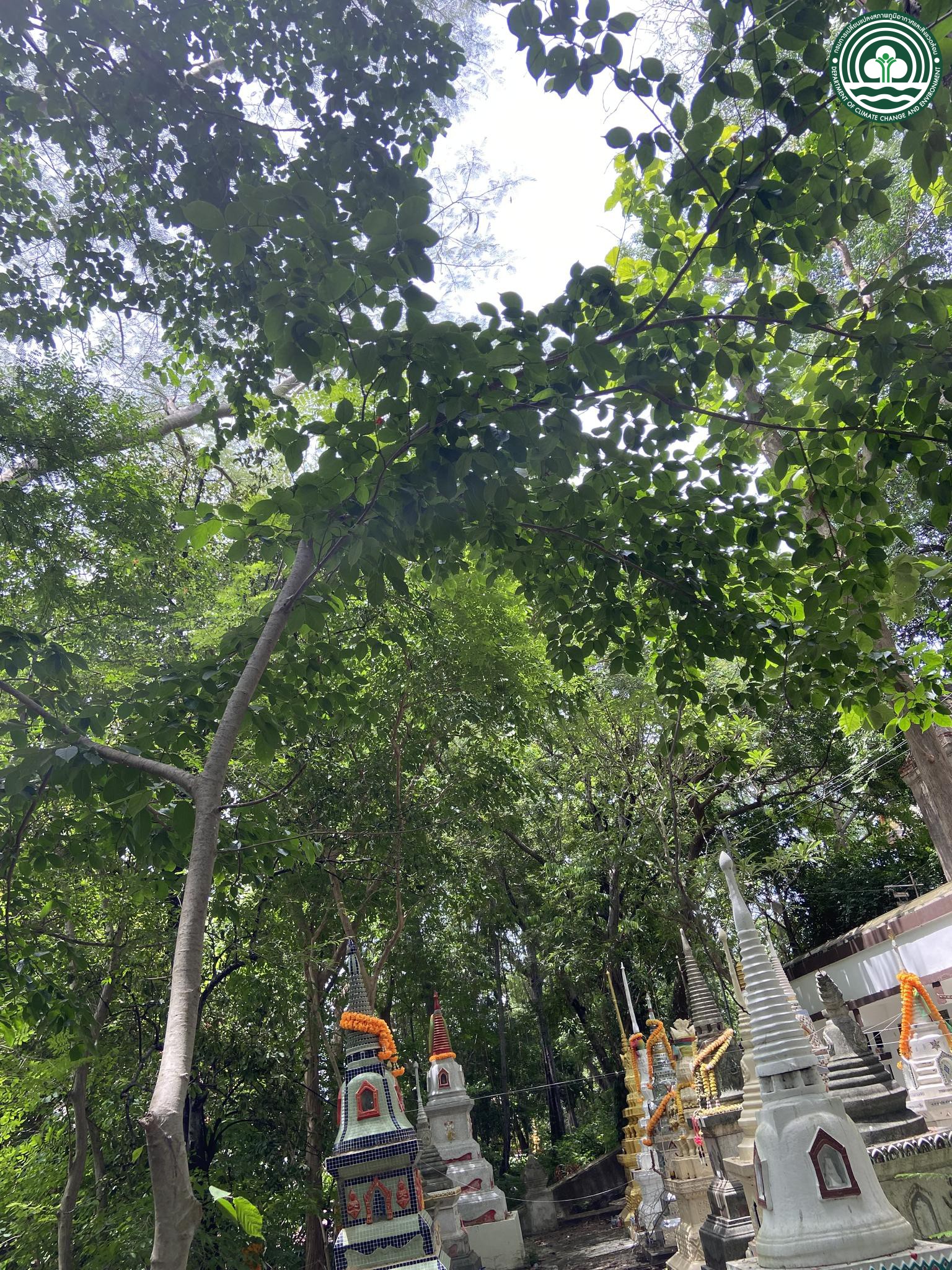 Holoptelea integrifolia