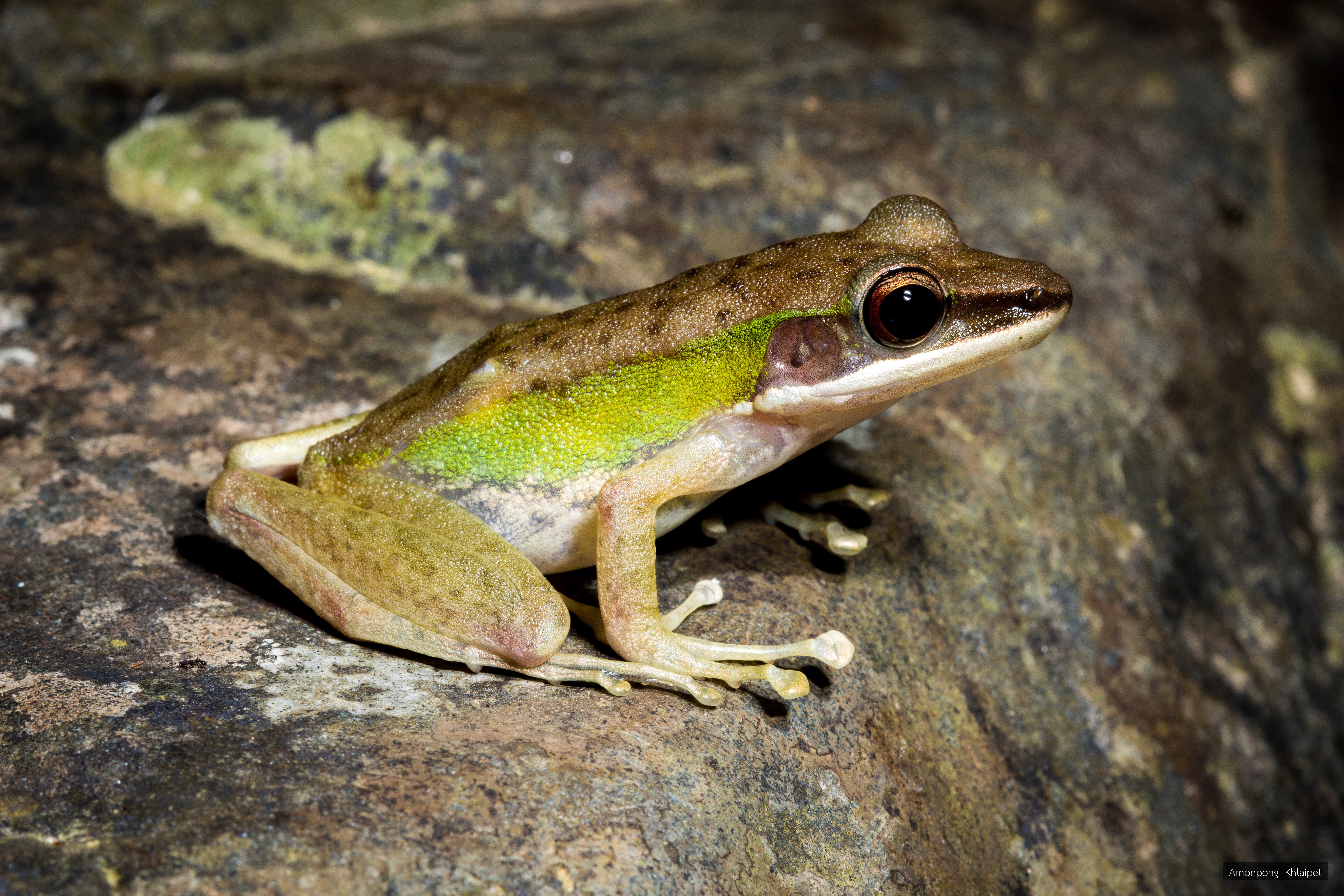 Chalcorana labialis