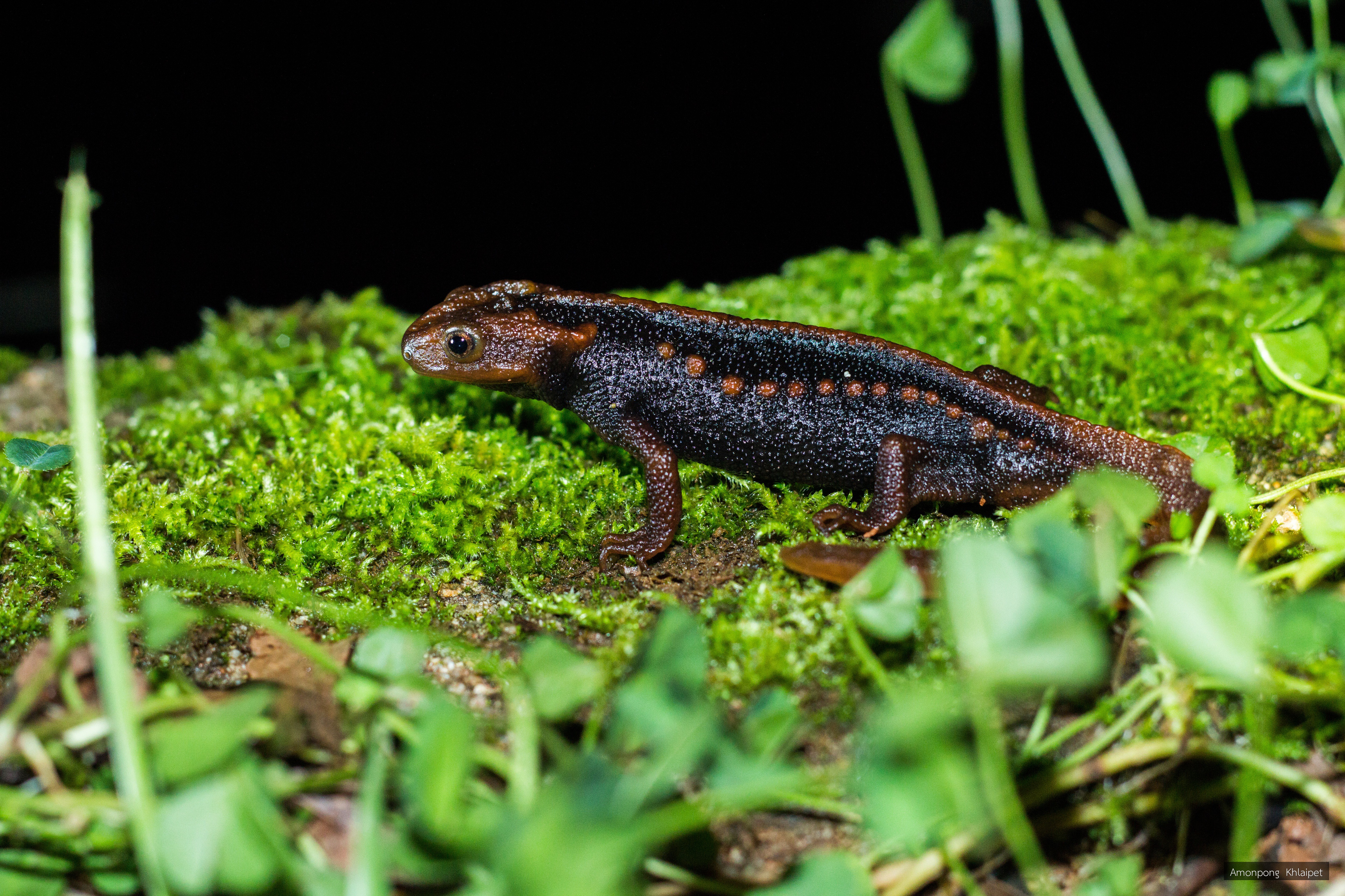 Tylototriton anguliceps