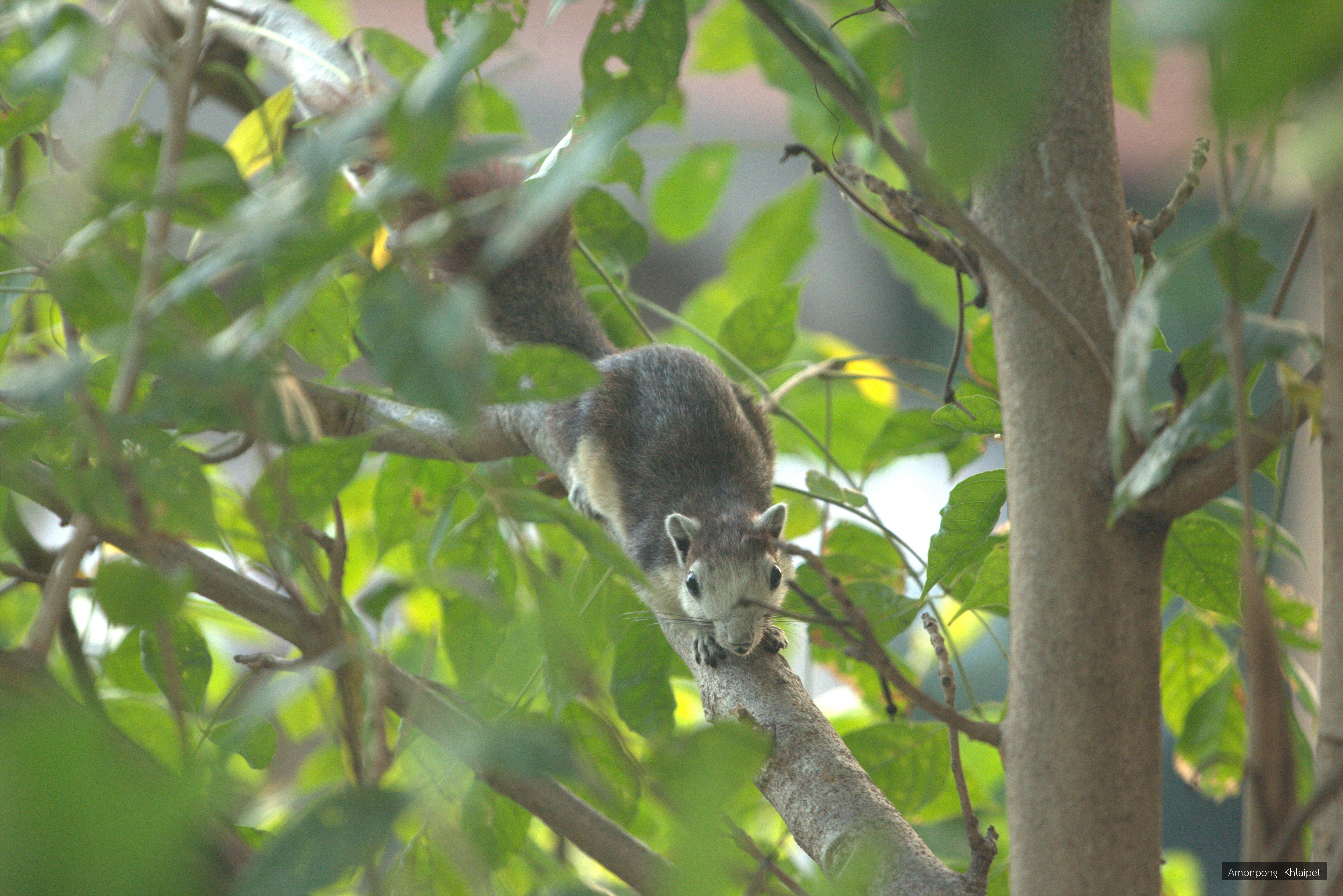 Callosciurus finlaysonii